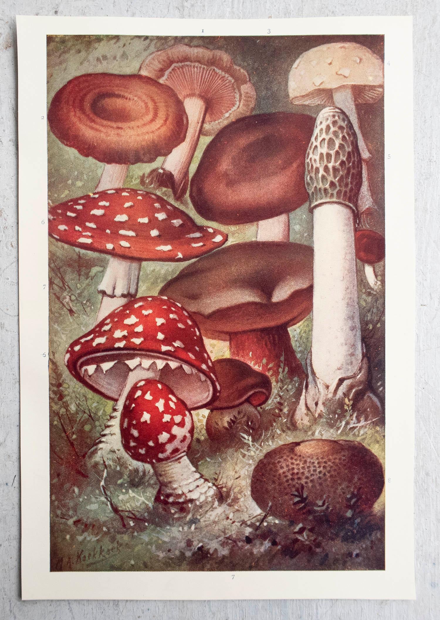 English Original Vintage Print of Mushrooms, circa 1900 For Sale