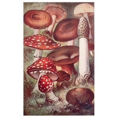 Original Vintage Druck von Pilzen, um 1900
