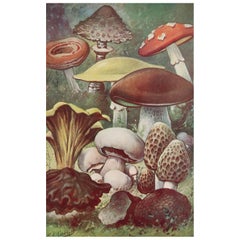 Original Antique Print of Mushrooms, circa 1900