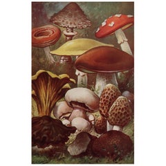 Original Antique Print of Mushrooms, circa 1900