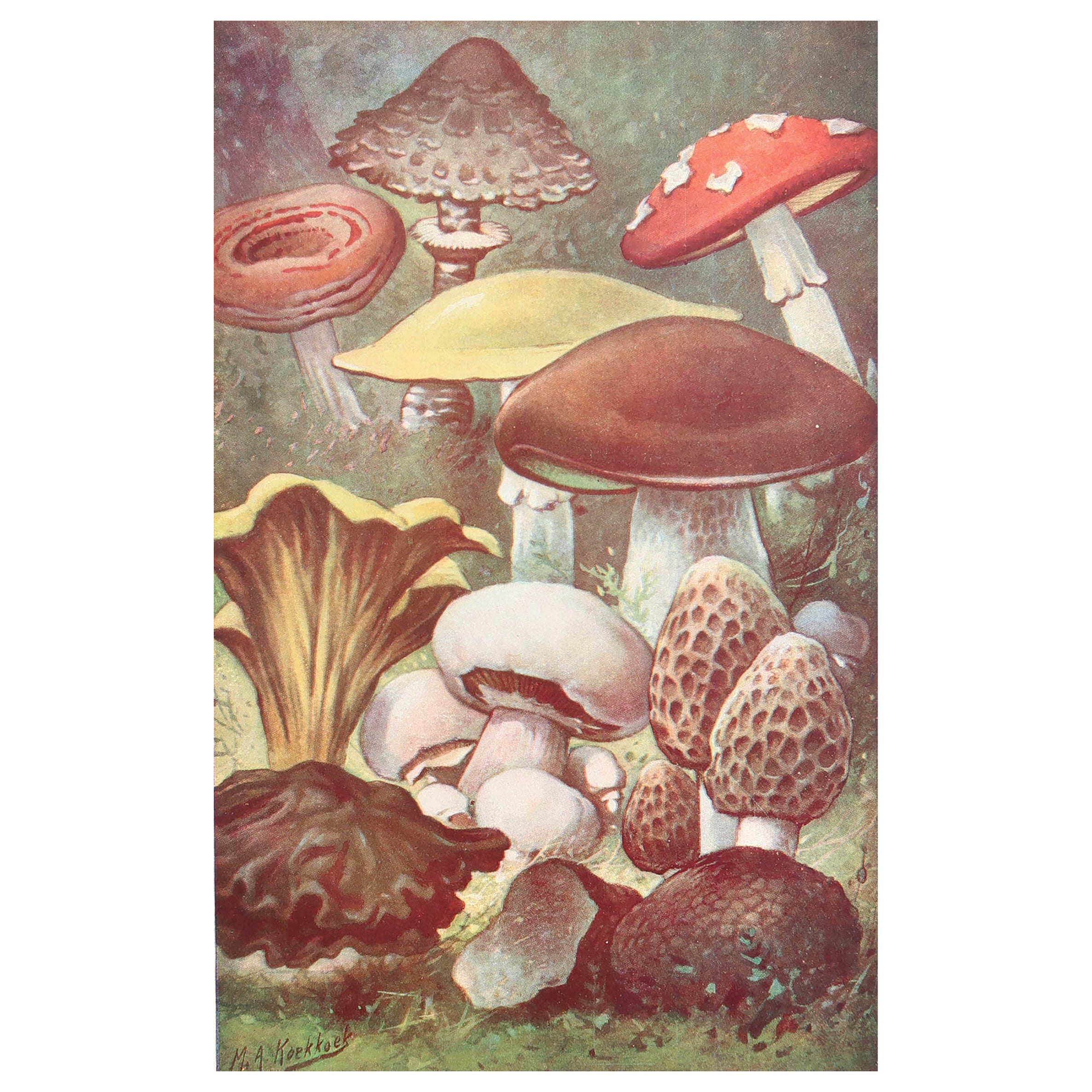 Impression originale vintage de champignons, vers 1900