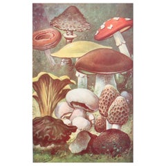 Original Vintage Print of Mushrooms, circa 1900