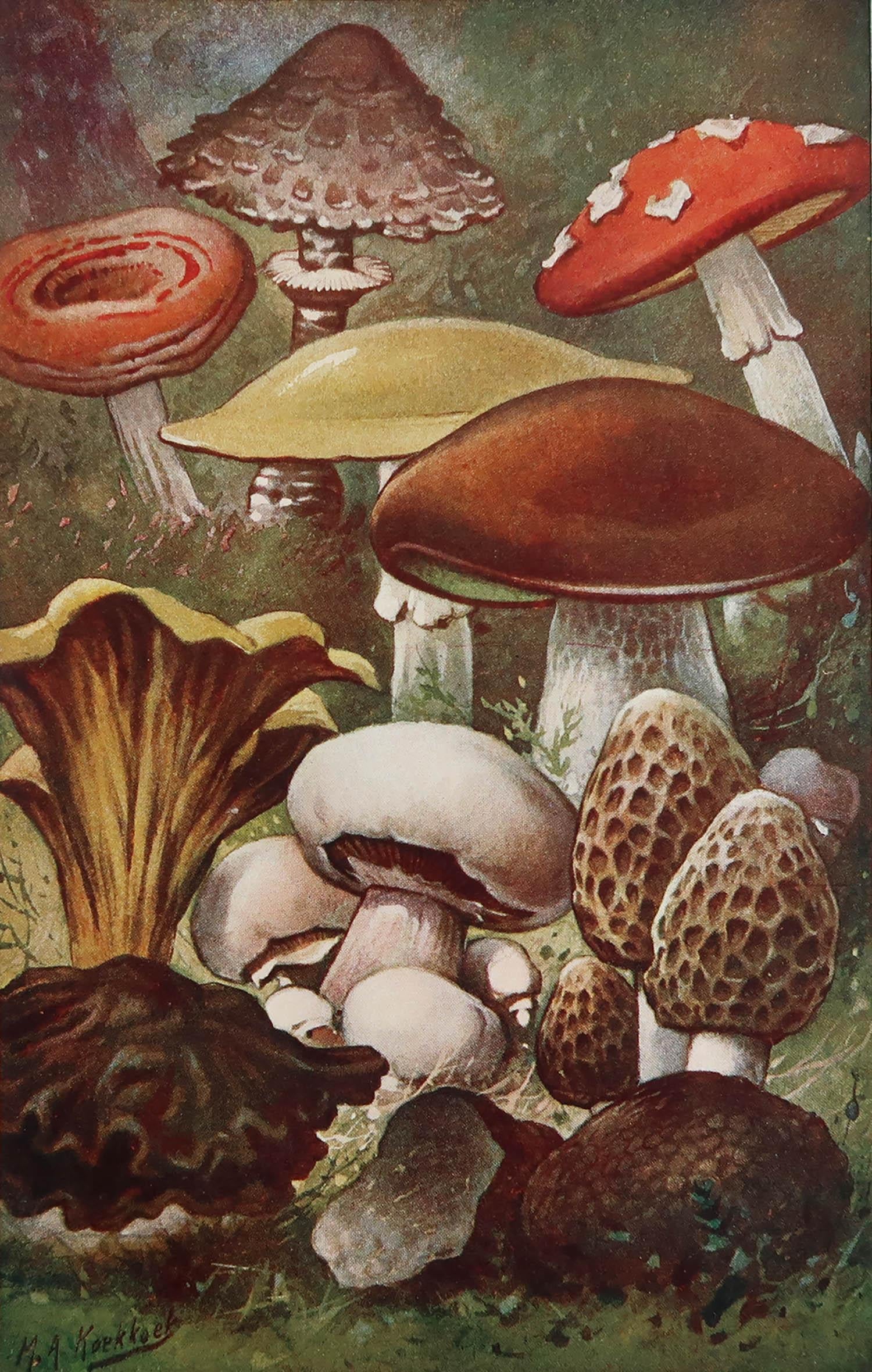 Great image of mushrooms.

Unframed.

Published, circa 1900.







