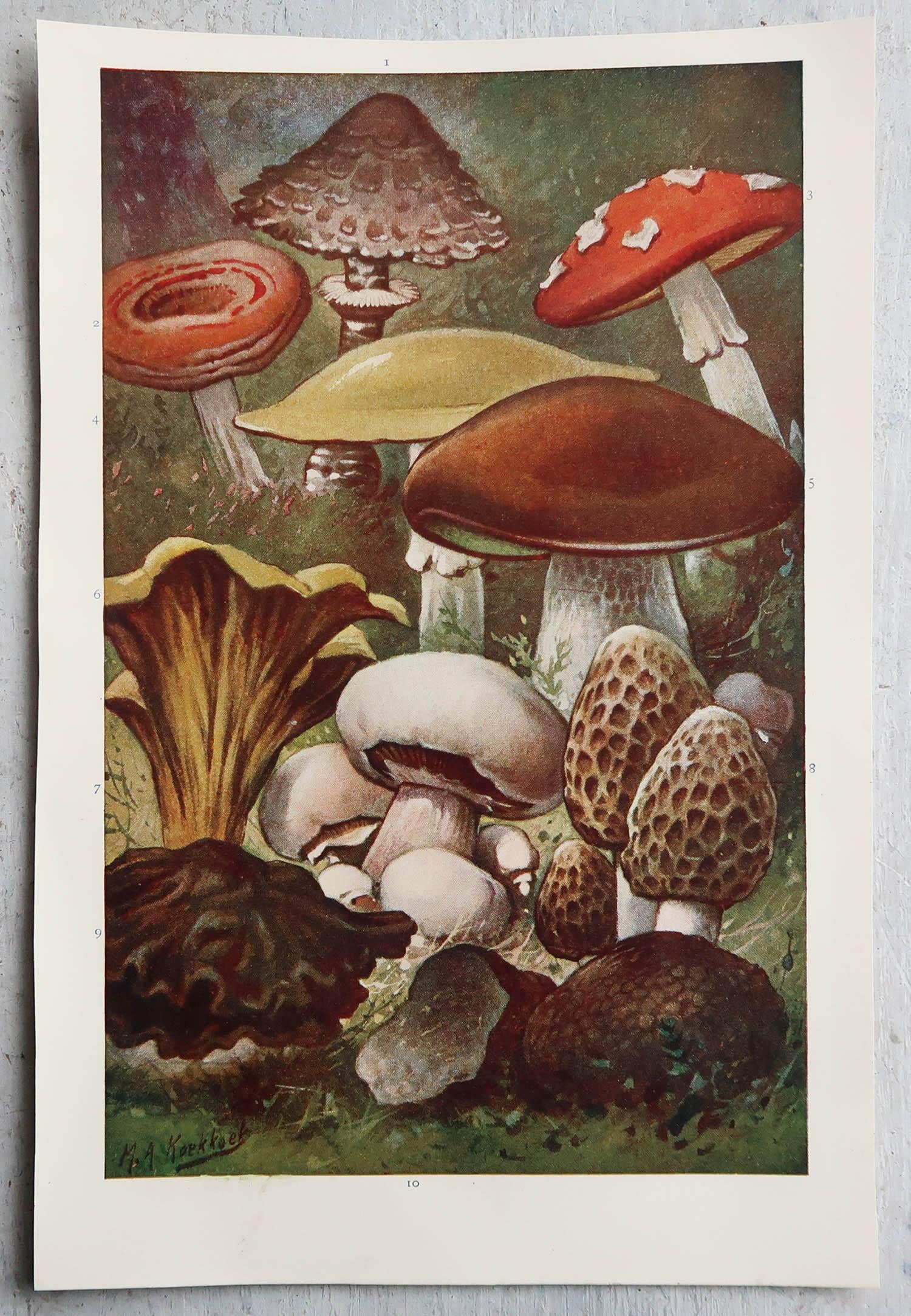 mushroom poster vintage