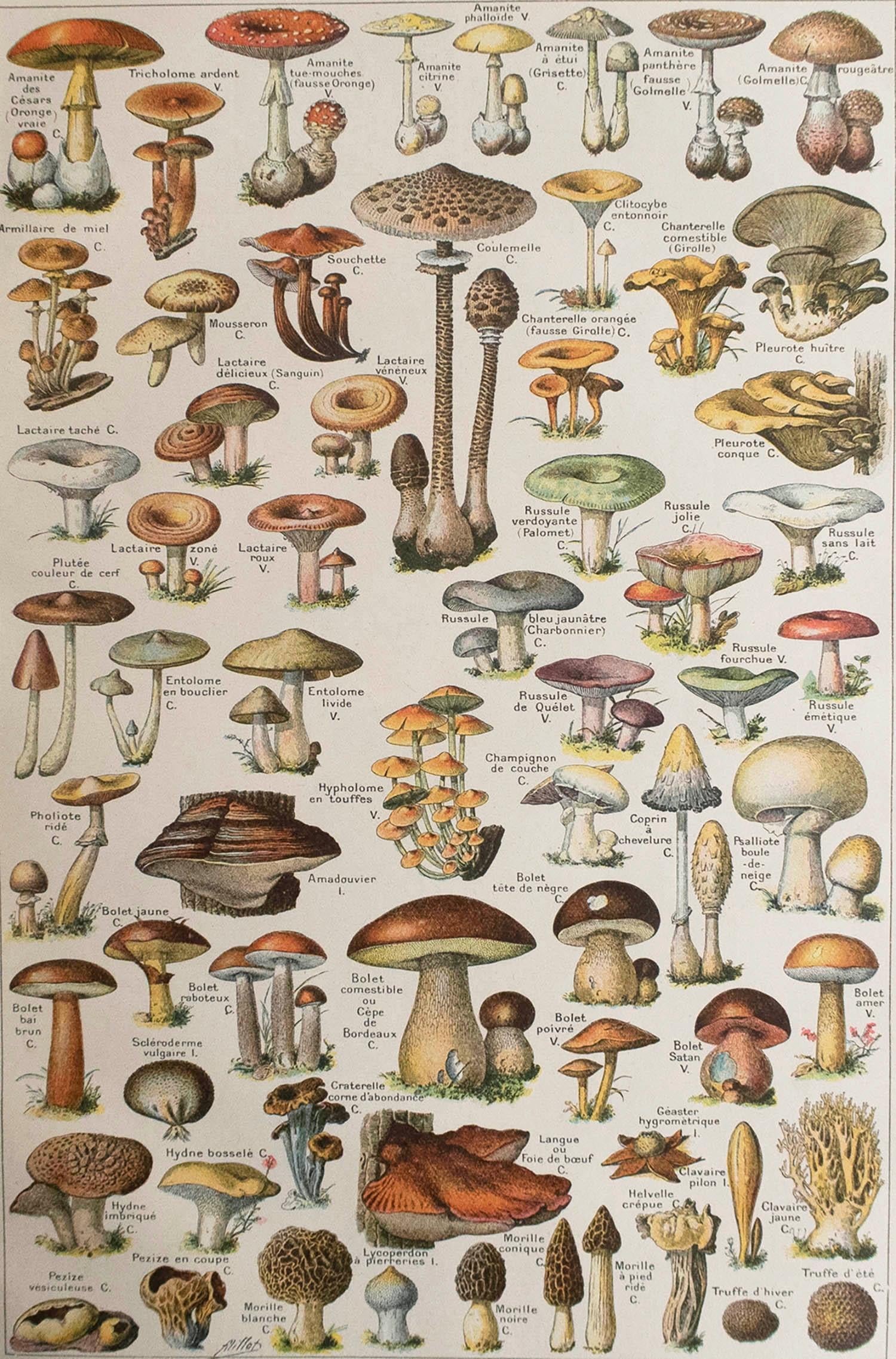 Great image of mushrooms

Unframed. It gives you the option of perhaps making a set up using your own choice of frames.

Chromo-lithograph

Published, C.1920

Free shipping.




