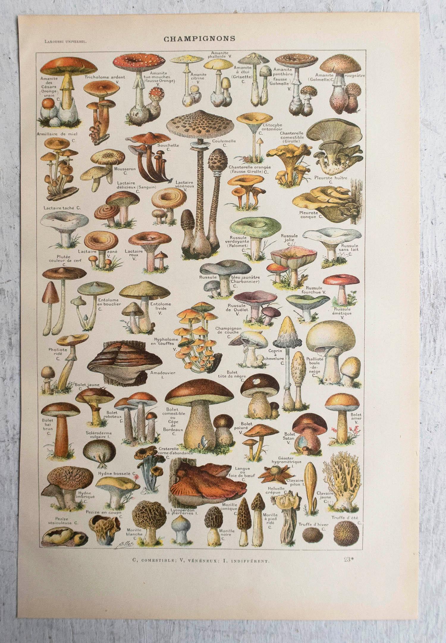 Folk Art Original Vintage Print of Mushrooms. French, C.1920