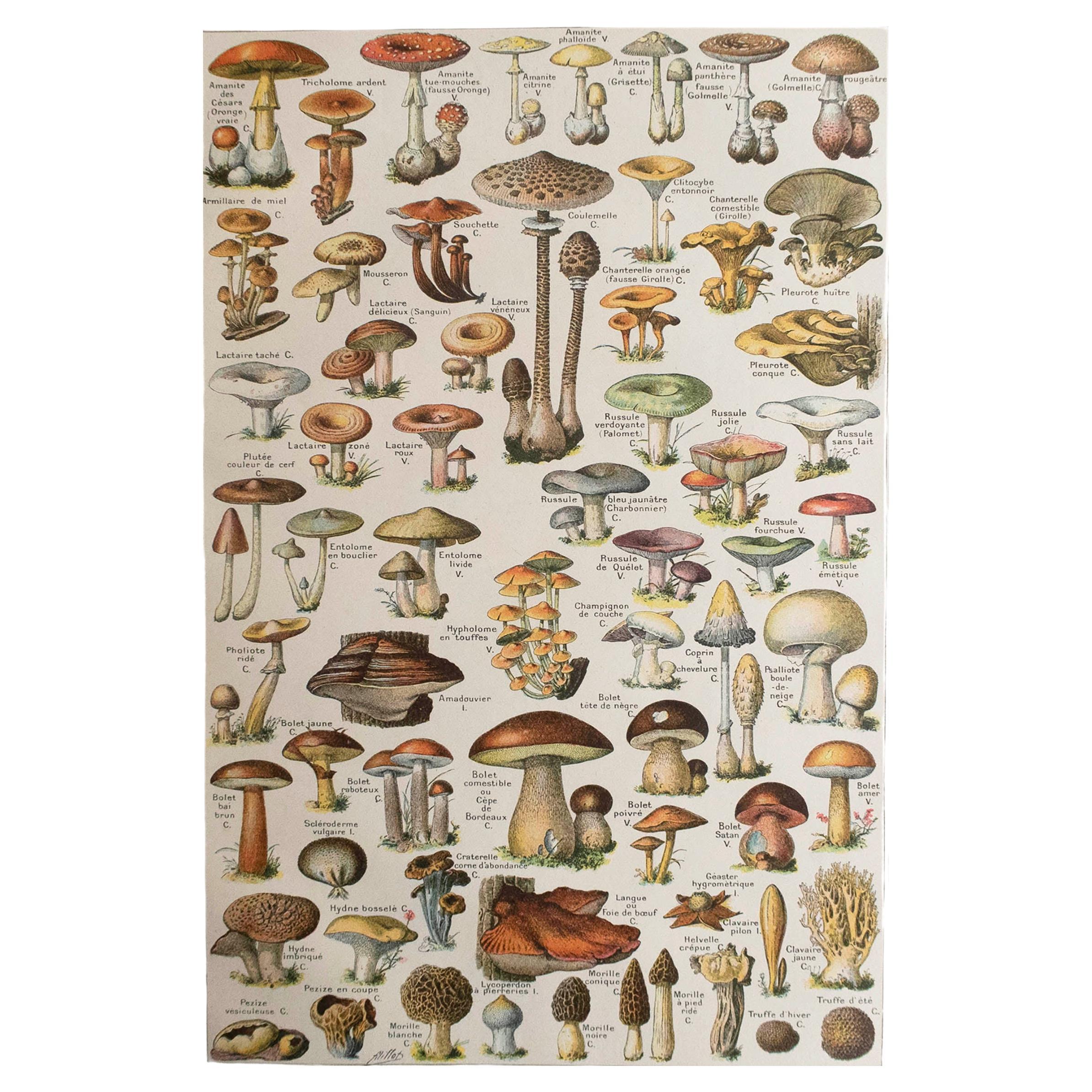 Original Vintage Print of Mushrooms. French, C.1920