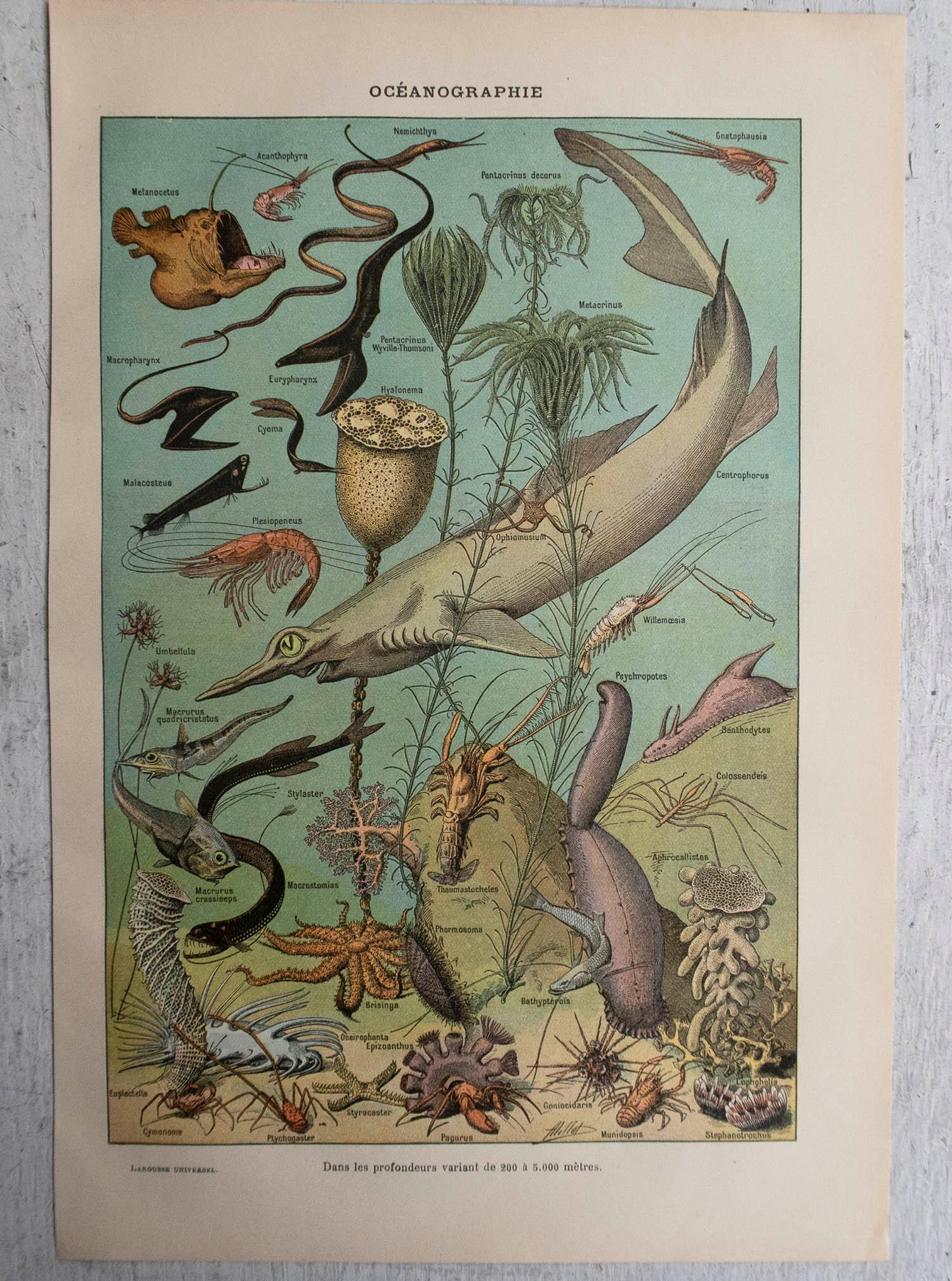 Folk Art Original Vintage Print of Oceanography. French, C.1920