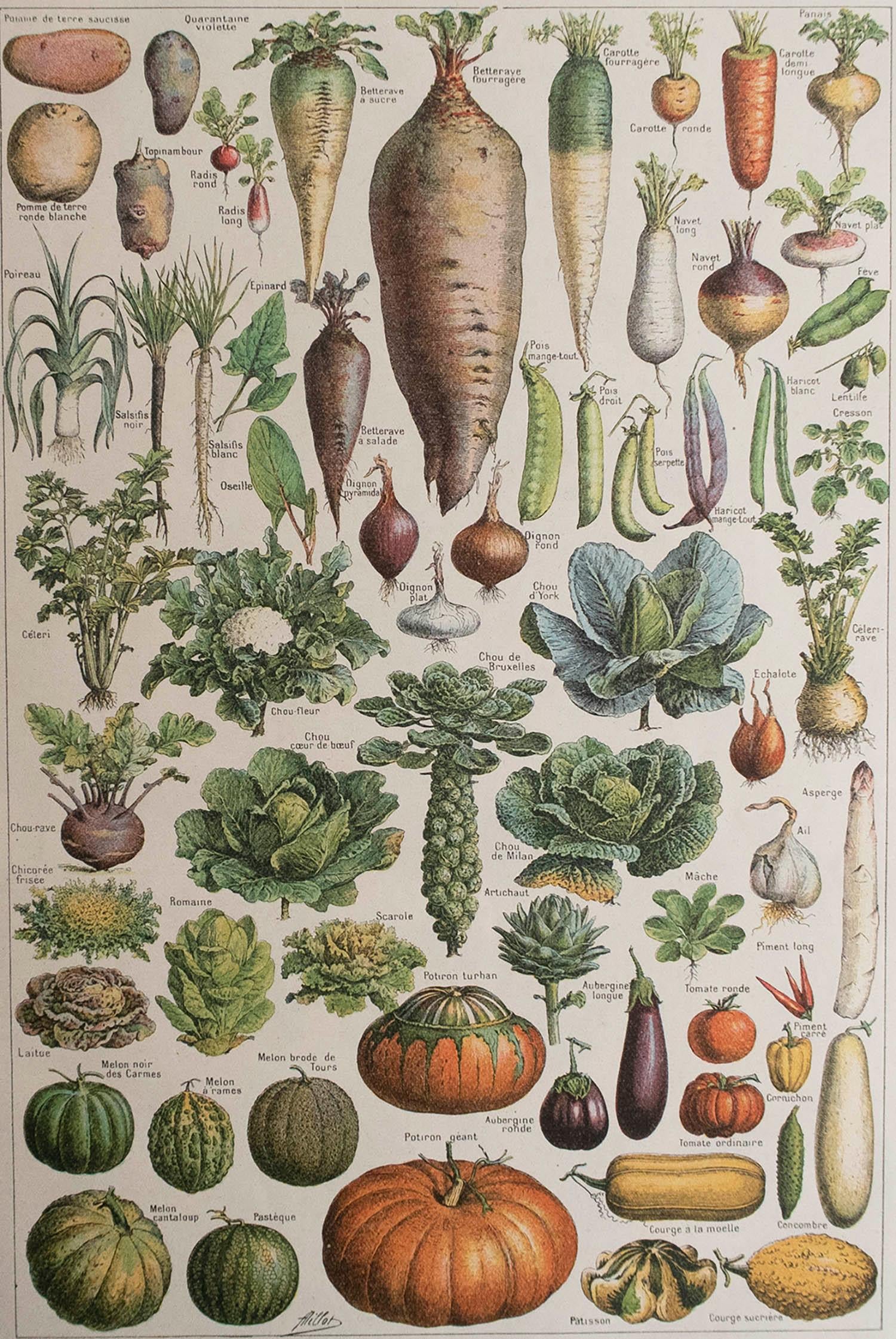 Great image of vegetables

Unframed. It gives you the option of perhaps making a set up using your own choice of frames.

Chromo-lithograph

Published, C.1920

Free shipping.





