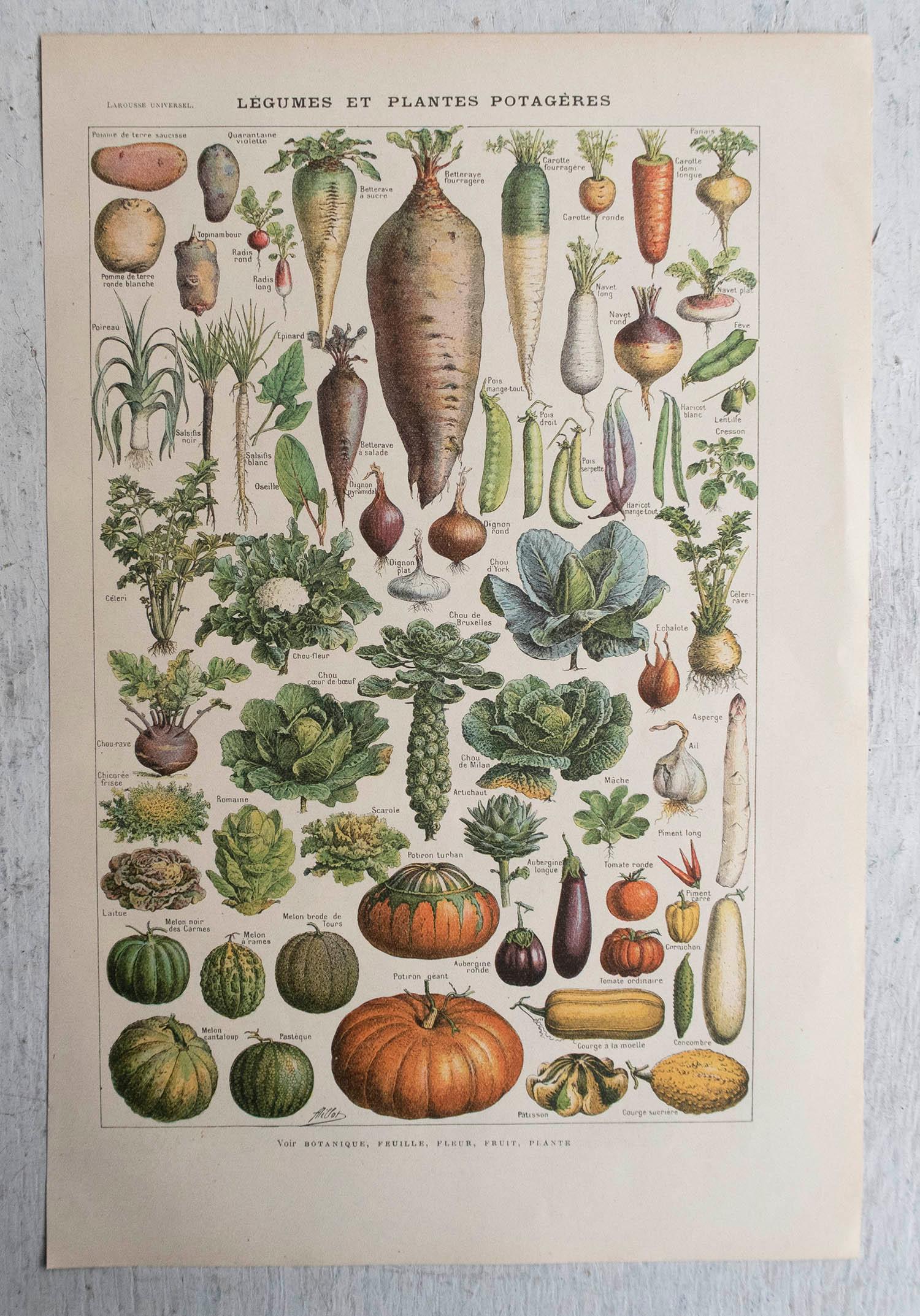 Folk Art Original Vintage Print of Vegetables. French, C.1920
