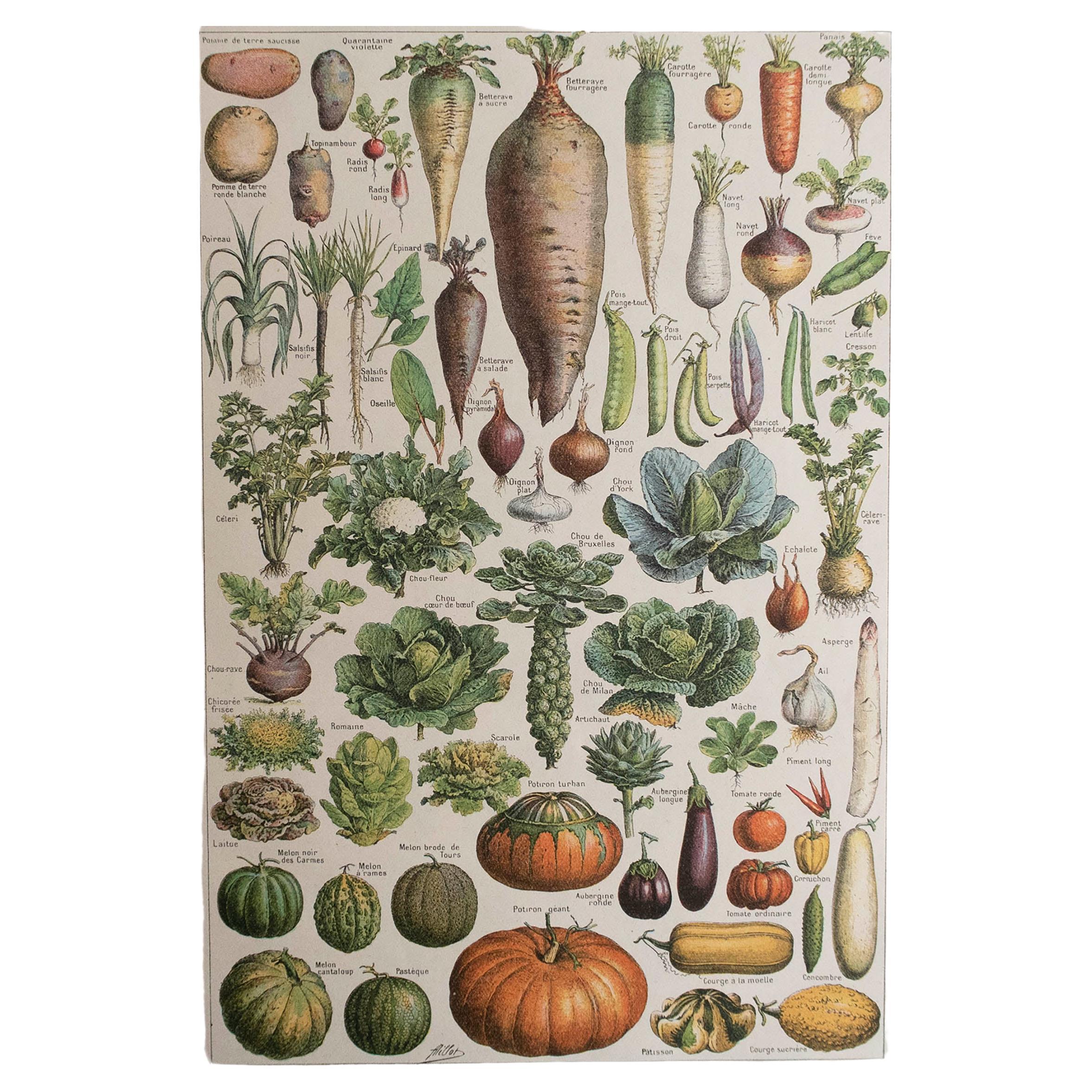 Impression vintage originale de légumes. Français, C.C.