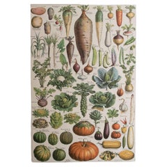 Original Antique Print of Vegetables. French, C.1920