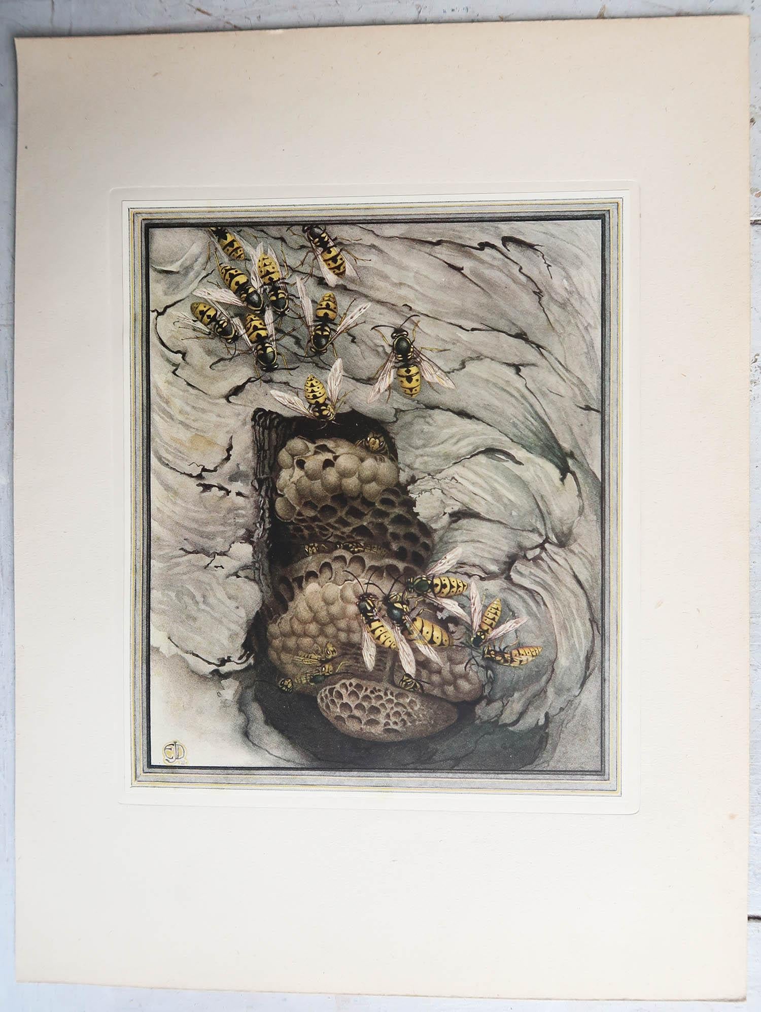 British Original Vintage Print of Wasps By E.J Detmold. C.1920