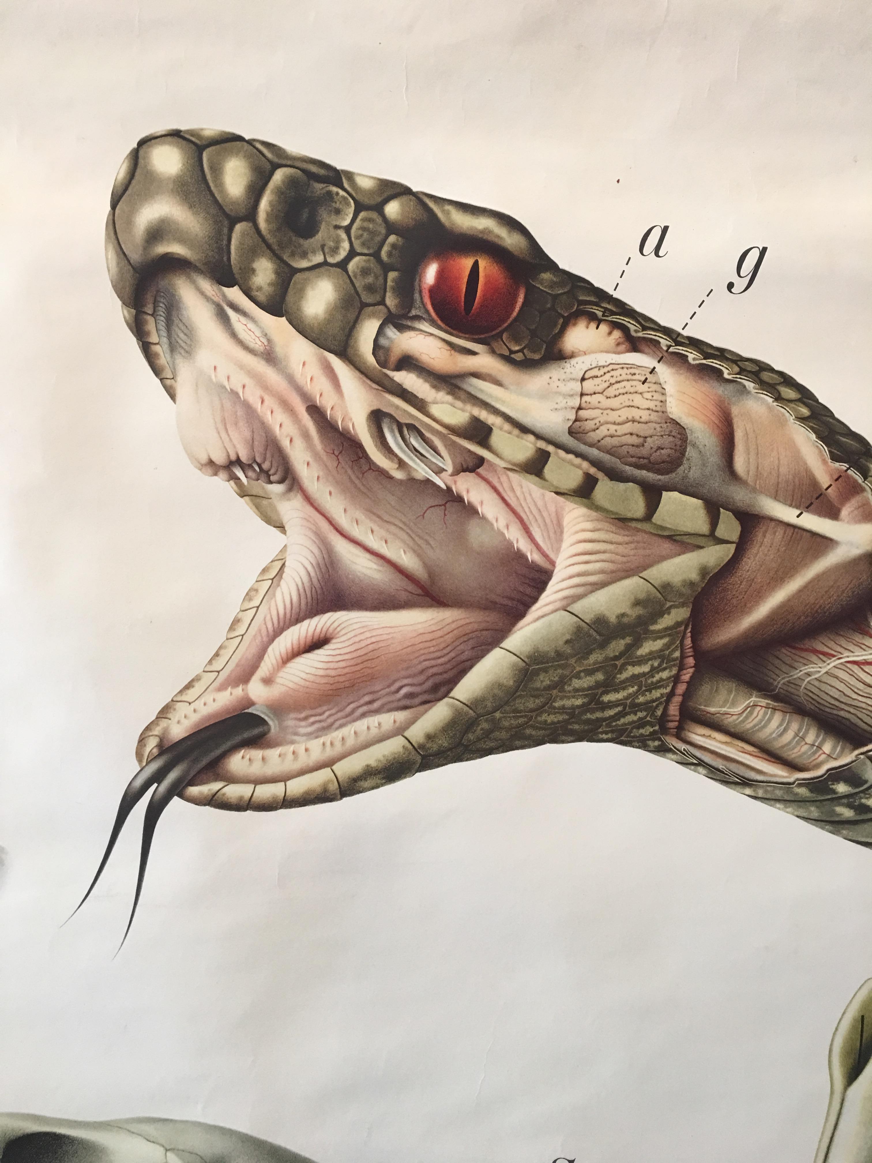 Original vintage scientific chart of a snake head with jaw-bone and fang detail 

Dimensions: 127 cm x 95 cm (50 x 37 inches)

This scientific chart is an original paper scroll with fine detail depicting the inner working of a snake (Vipera