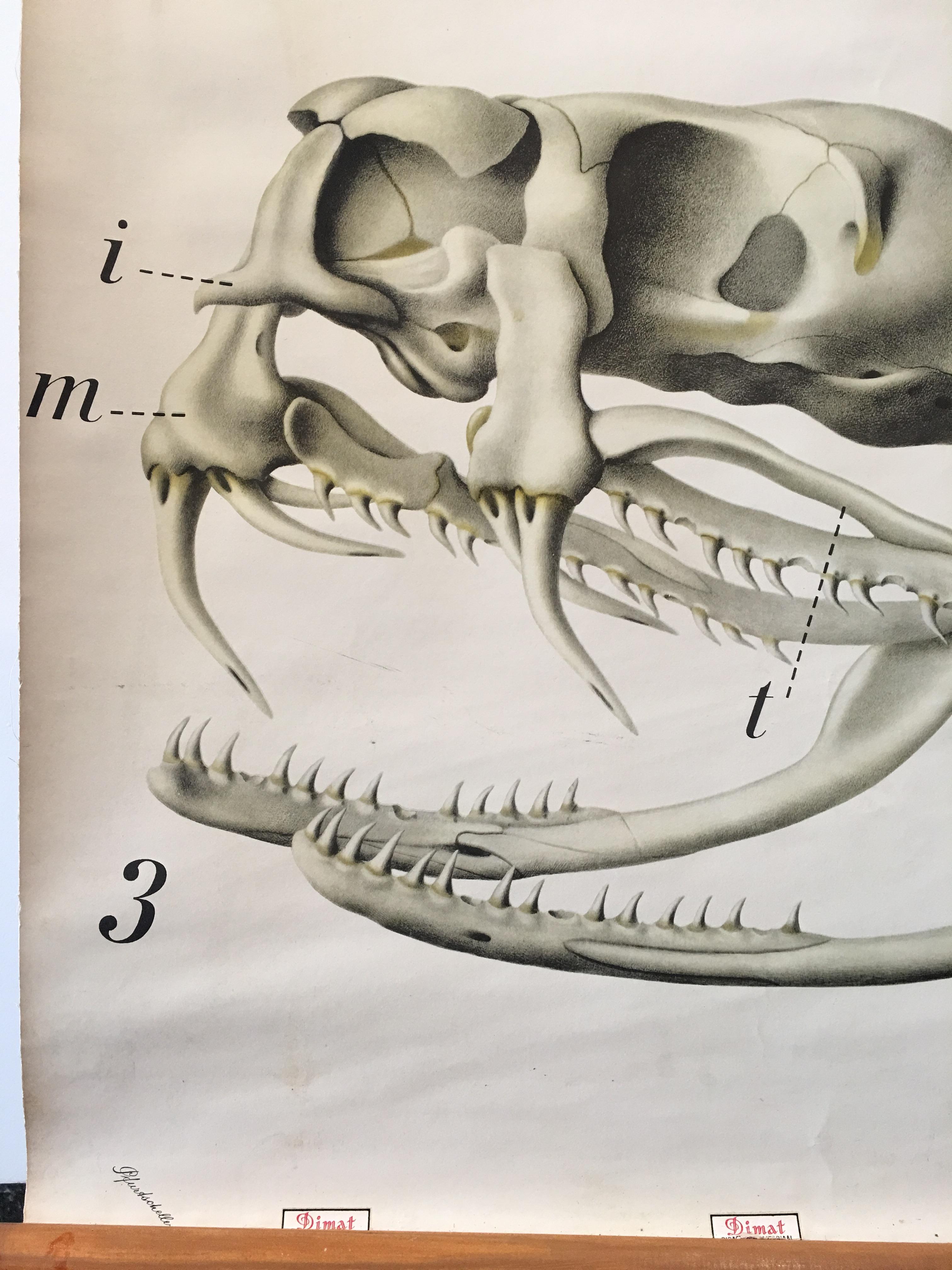 Originale wissenschaftliche Original-Vintage-Karte eines Schlangenkopfes mit Jaw-Knochen- und Fang-Detail (Moderne der Mitte des Jahrhunderts) im Angebot