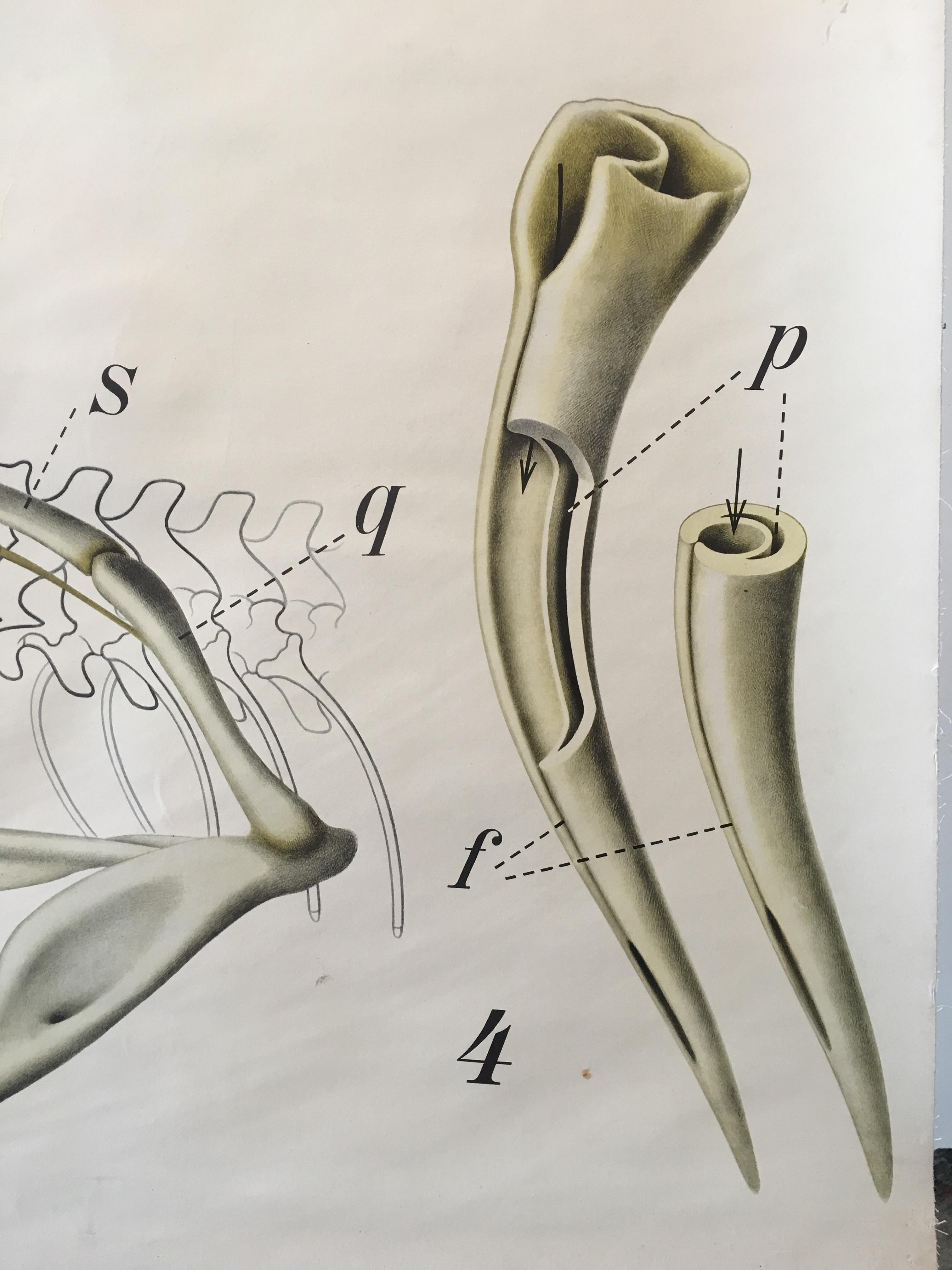 Mid-Century Modern Original Vintage Scientific Chart of a Snake Head with Jaw Bone and Fang Detail For Sale