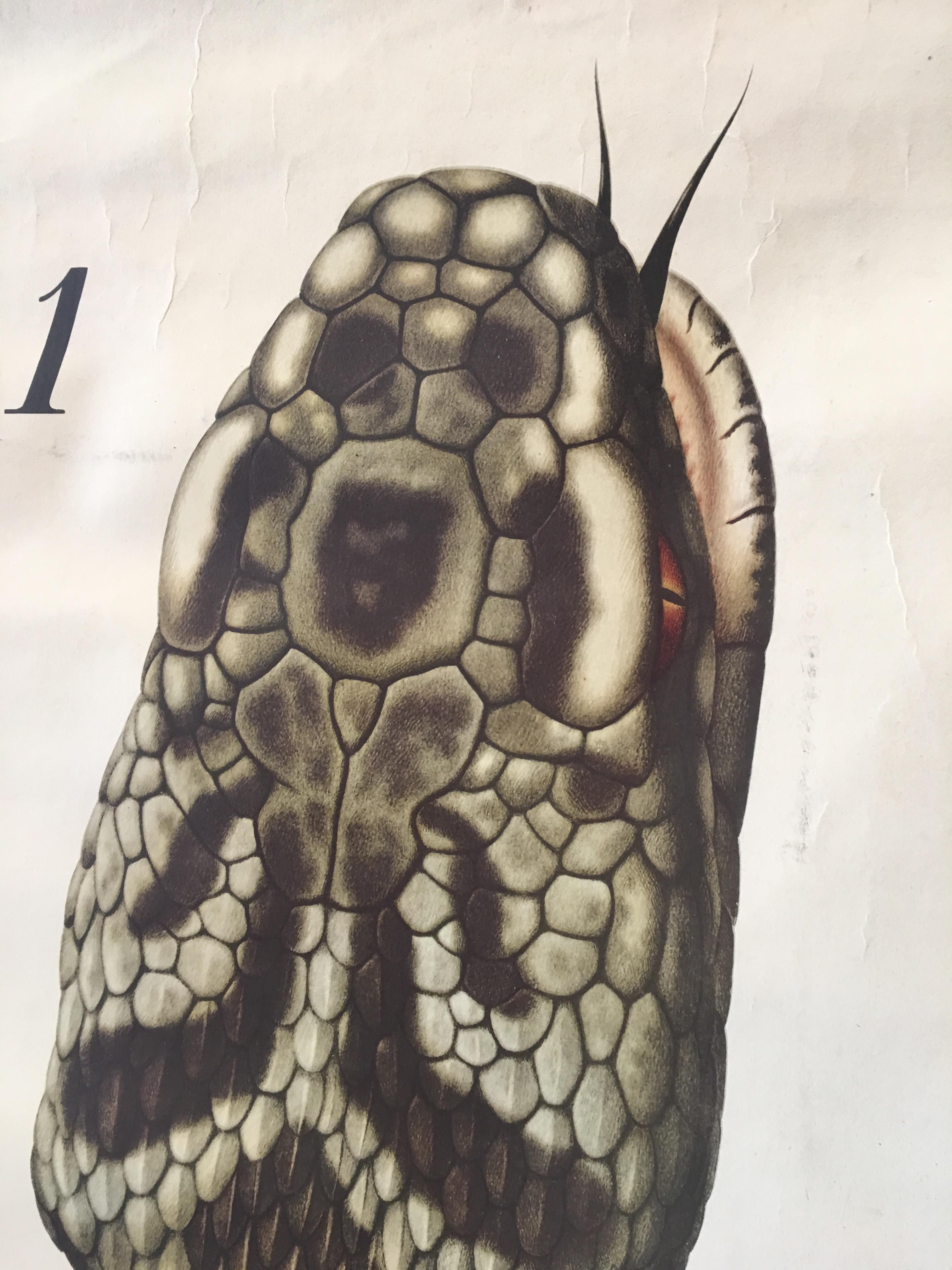 Original Vintage Scientific Chart of a Snake Head with Jaw Bone and Fang Detail In Good Condition For Sale In Melbourne, Victoria