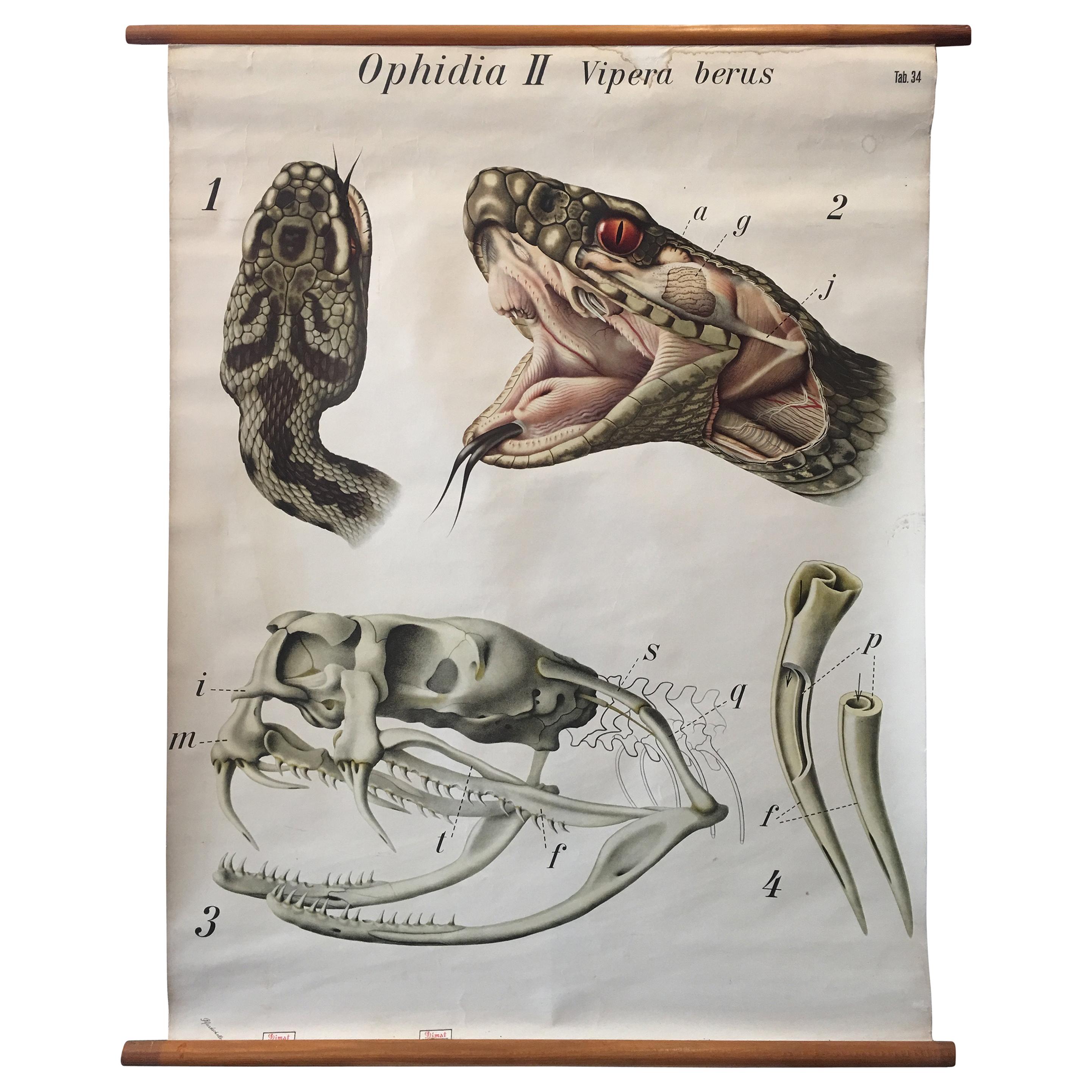 Original Vintage Scientific Chart of a Snake Head with Jaw Bone and Fang Detail For Sale