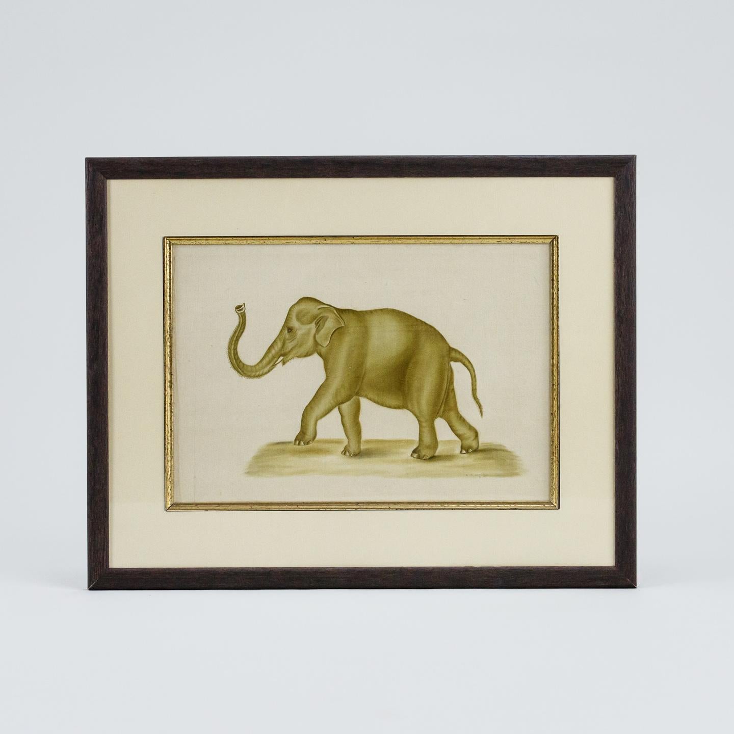 French Original Watercolour of an Elephant by La Roche Laffitte For Sale