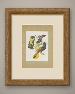 Orioles and Caciques, Brazilian Bird Print, Descourtilz, 1944