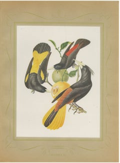 Orioles and Caciques, Brazilian Bird Print, Descourtilz, 1944