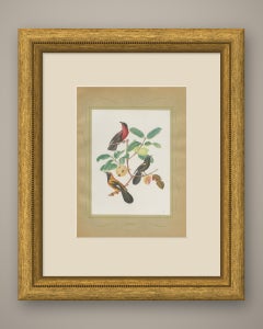 Orioles and Tanagers on a Guava, Brazilian Bird Print, Descourtilz, 1944