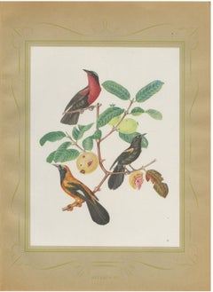 Orioles and Tanagers on a Guava, Brazilian Bird Print, Descourtilz, 1944