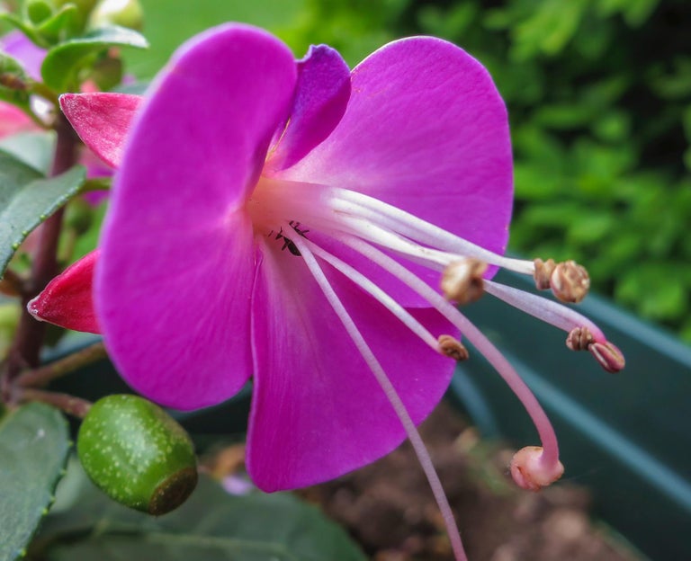 Orloff of Denmark - &amp;#39;Purple Nebula&amp;#39; - Platinum Fuchsia Ruby Diamond ...