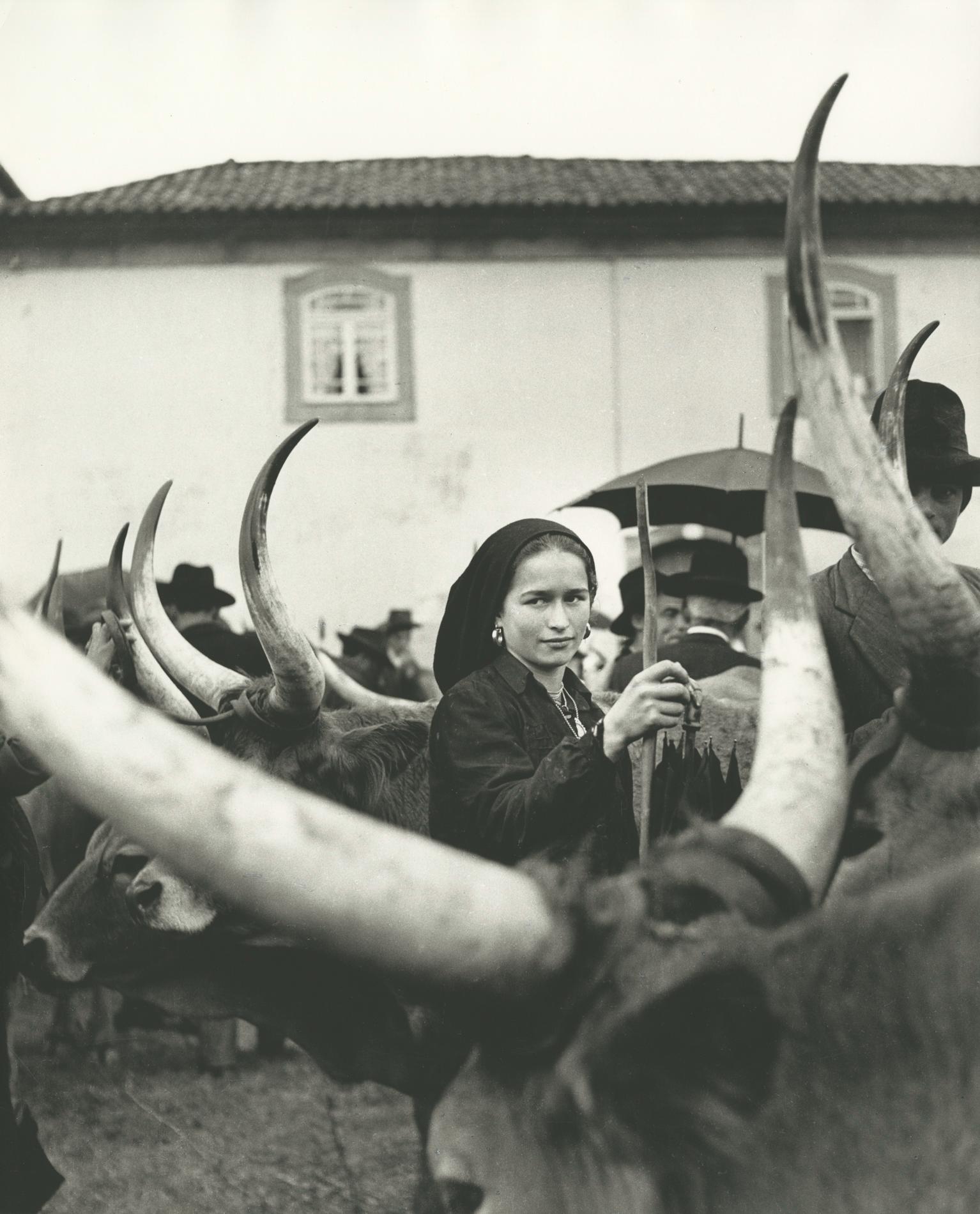 Ormond Gigli Black and White Photograph - Girl with Oxen, Portugal