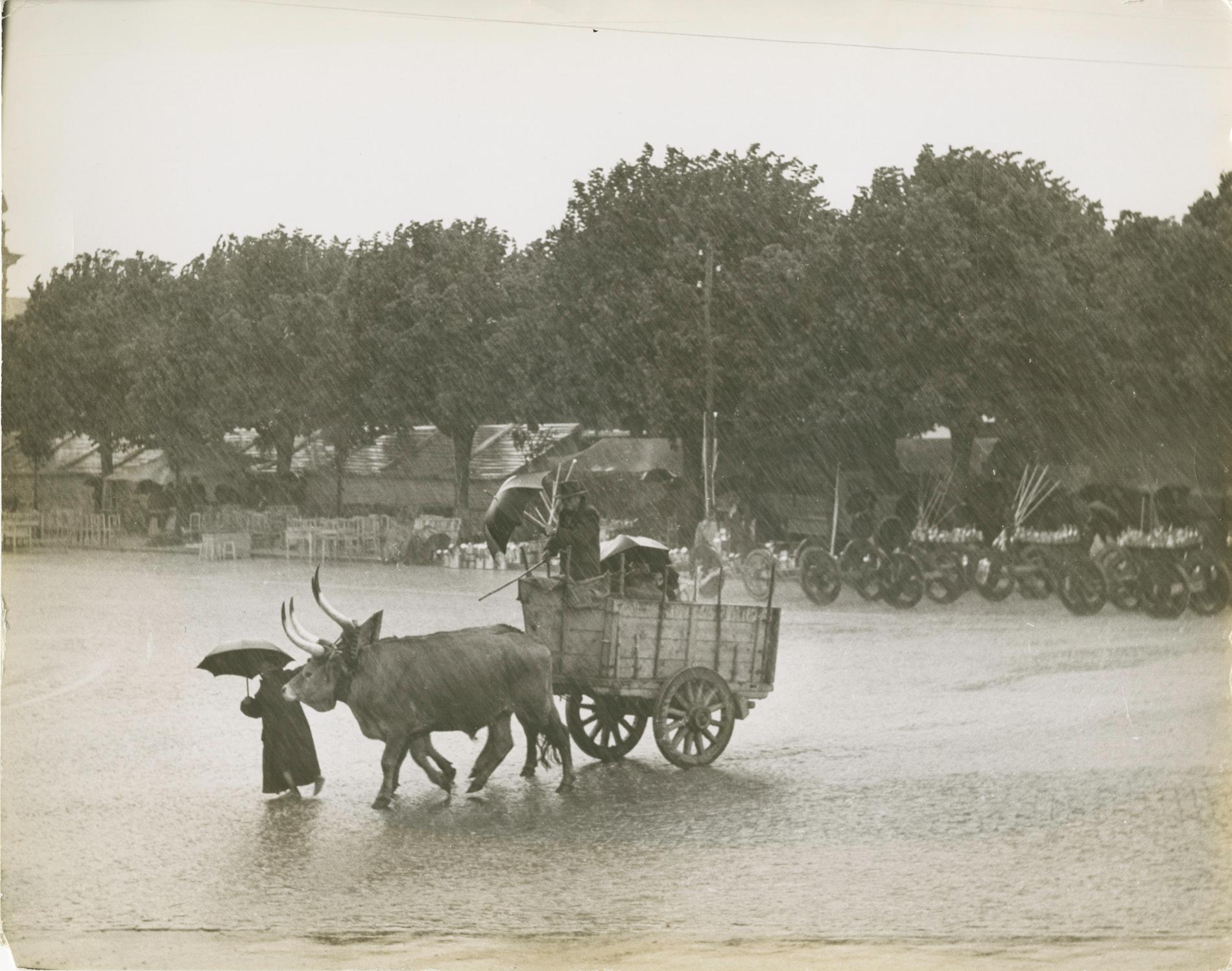 Ormond Gigli Landscape Photograph - Oxen in the Rain, Portugal, Barcellos (1952)