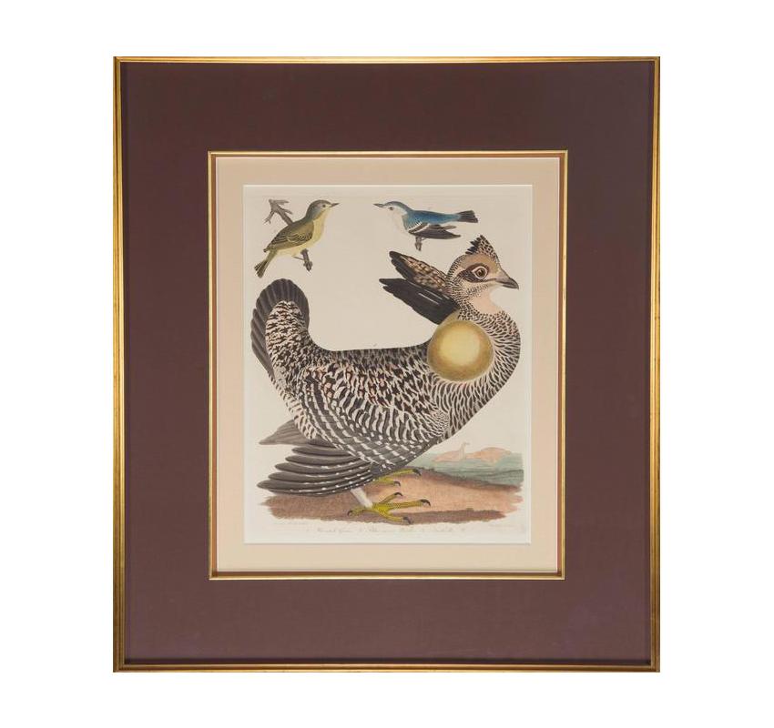 Victorian Ornithological Hand-Painted Alexander Wilson Engraving