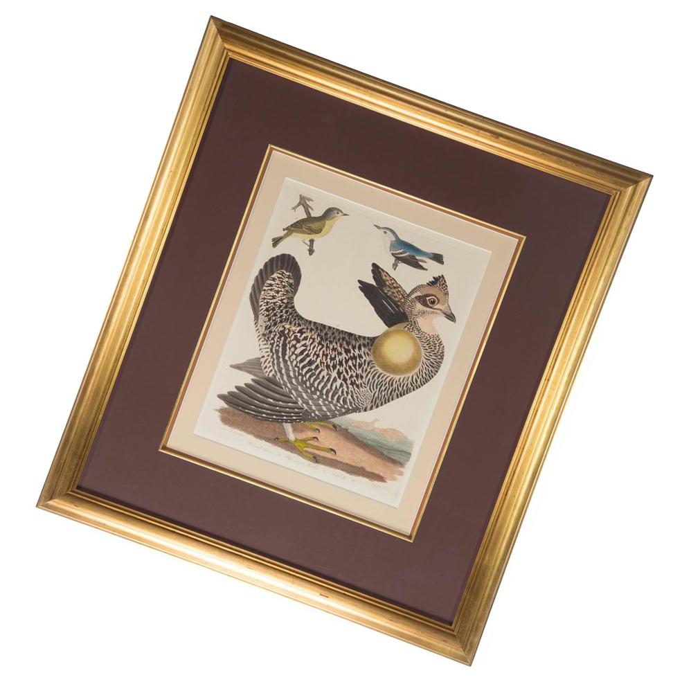 American Ornithological Hand-Painted Alexander Wilson Engraving