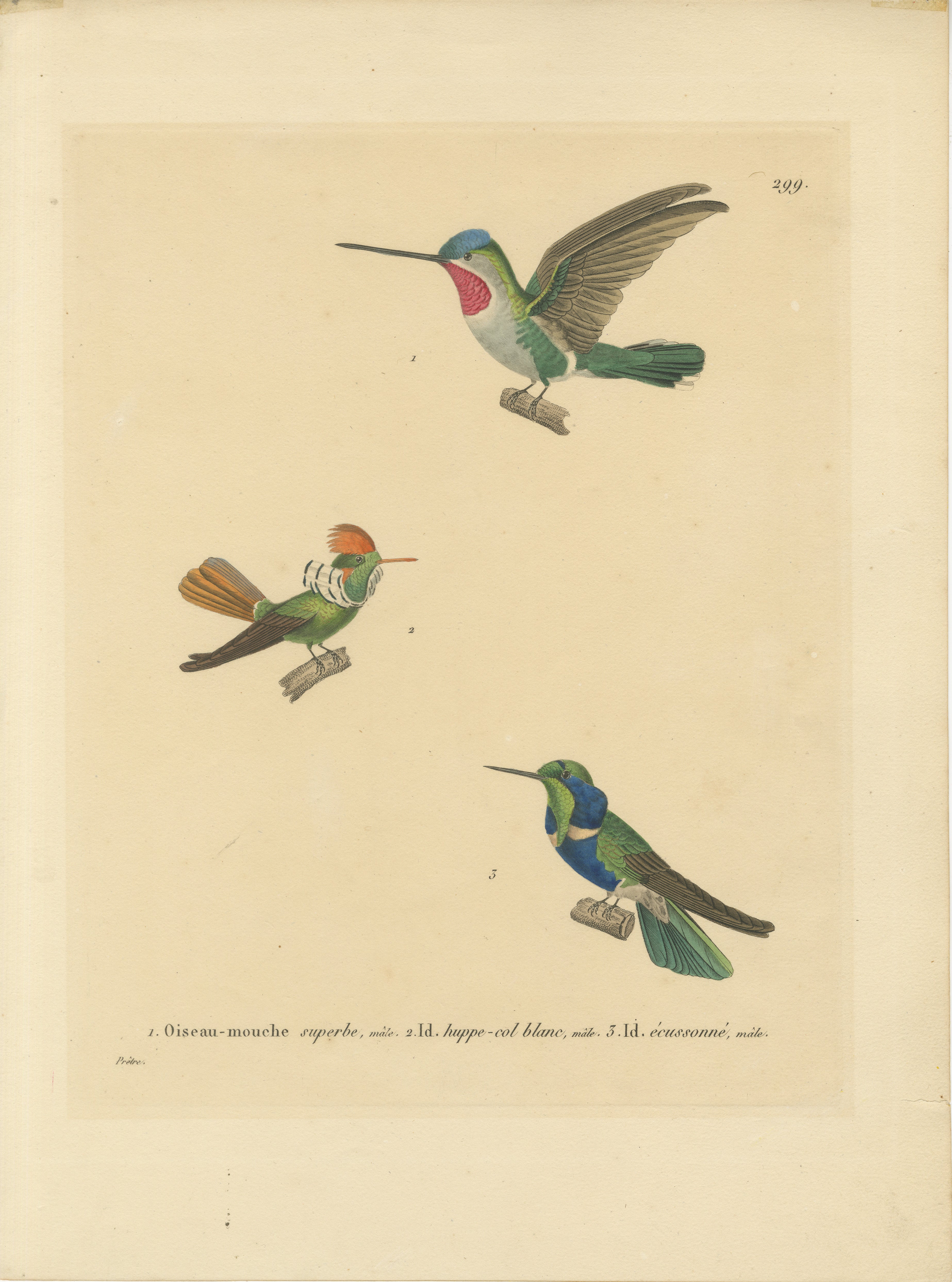 This illustration depicts three different species of hummingbirds, each meticulously detailed and labeled. The print appears to be a fine example of 19th-century ornithological artwork by Nicolas Huet and Jean Gabriel Prêtre.

Description of the
