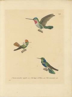 Ornithologische Illustration von Kolibris von N.Huet und J.G.Prêtre, 1838