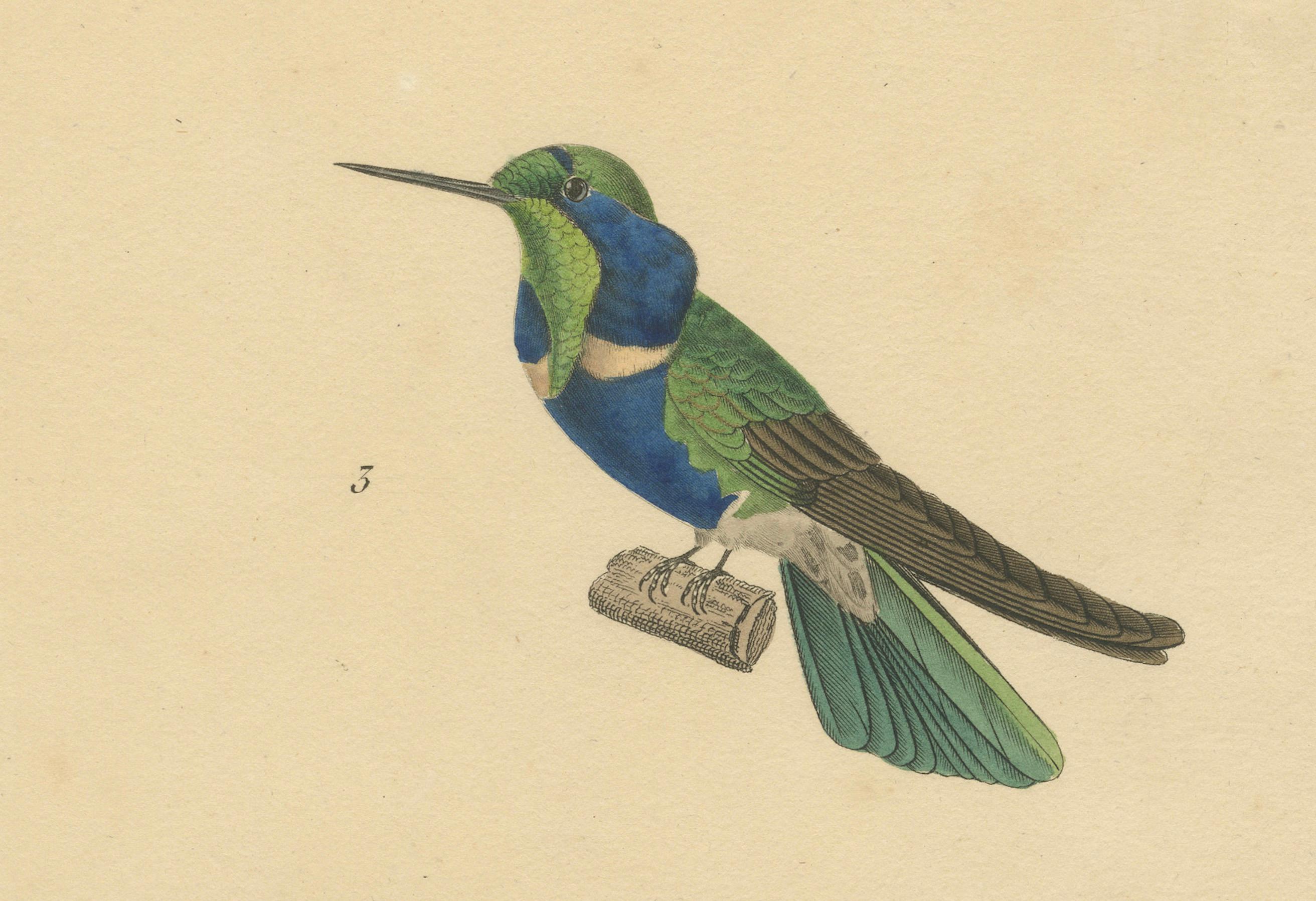 Ornithological Illustration of Hummingbirds by N.Huet and J.G.Prêtre, 1838 In Good Condition For Sale In Langweer, NL