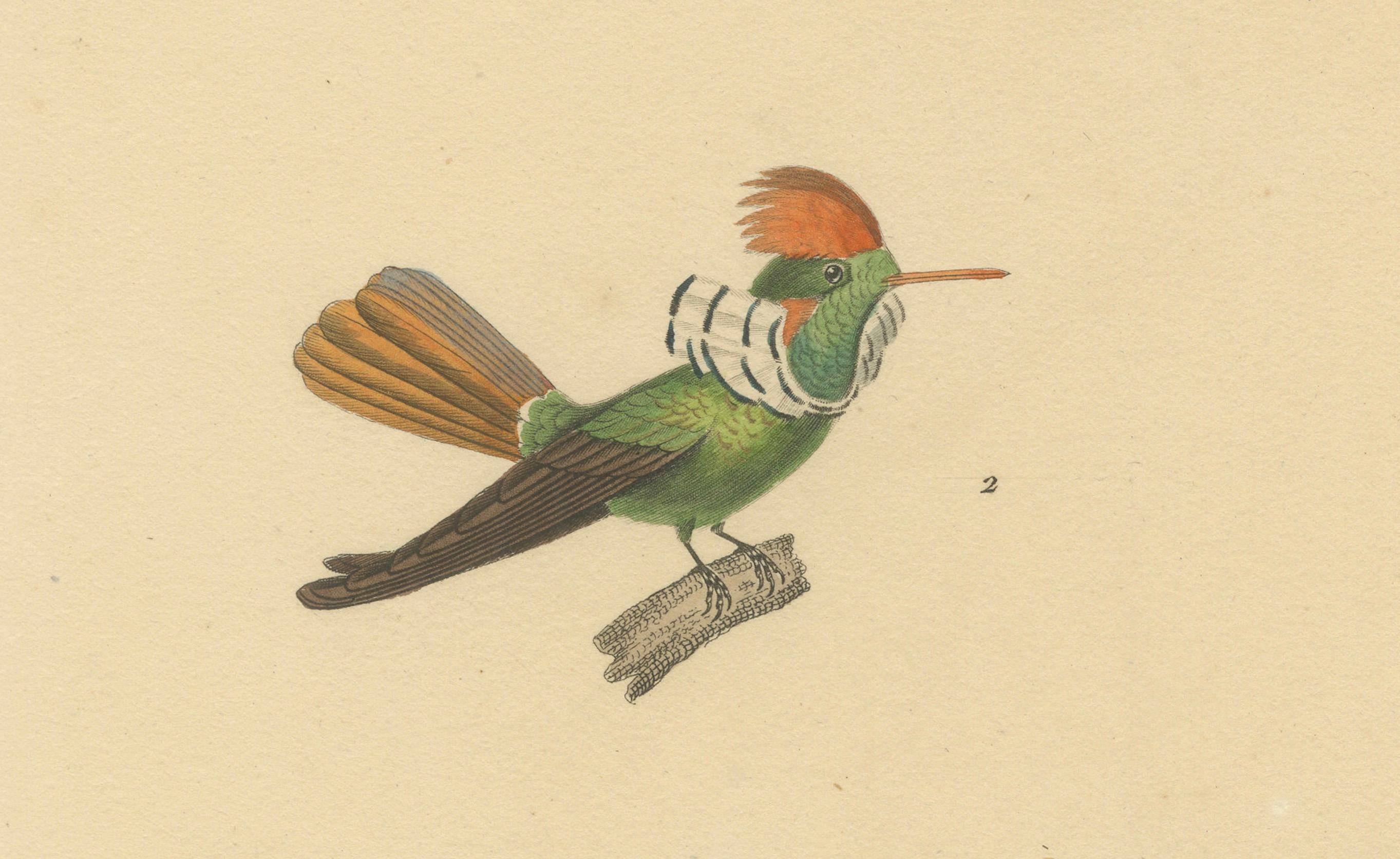 Mid-19th Century Ornithological Illustration of Hummingbirds by N.Huet and J.G.Prêtre, 1838 For Sale