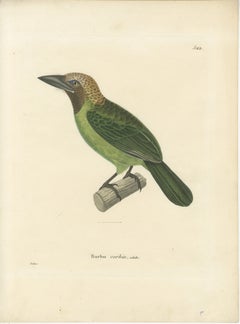 Ornithological Illustration of the Adult Corbin Barbet (Barbu corbin), 1838