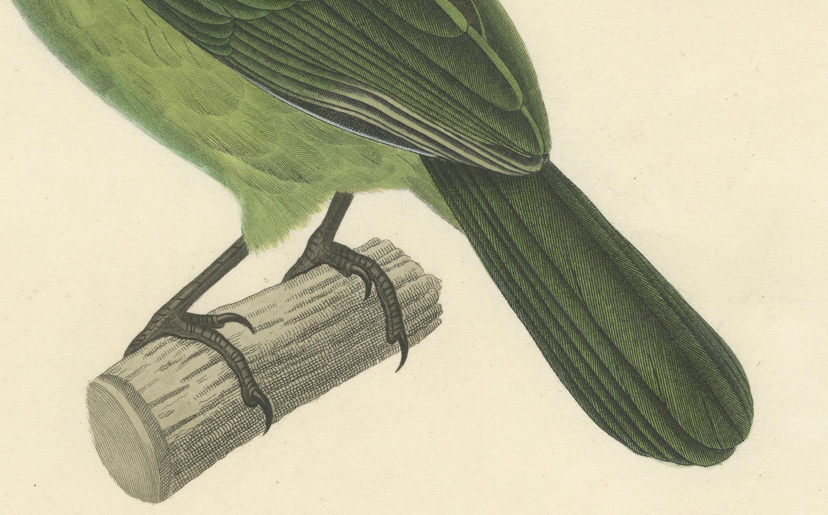 Ornithological Illustration of the Adult Corbin Barbet (Barbu corbin), 1838 In Good Condition For Sale In Langweer, NL