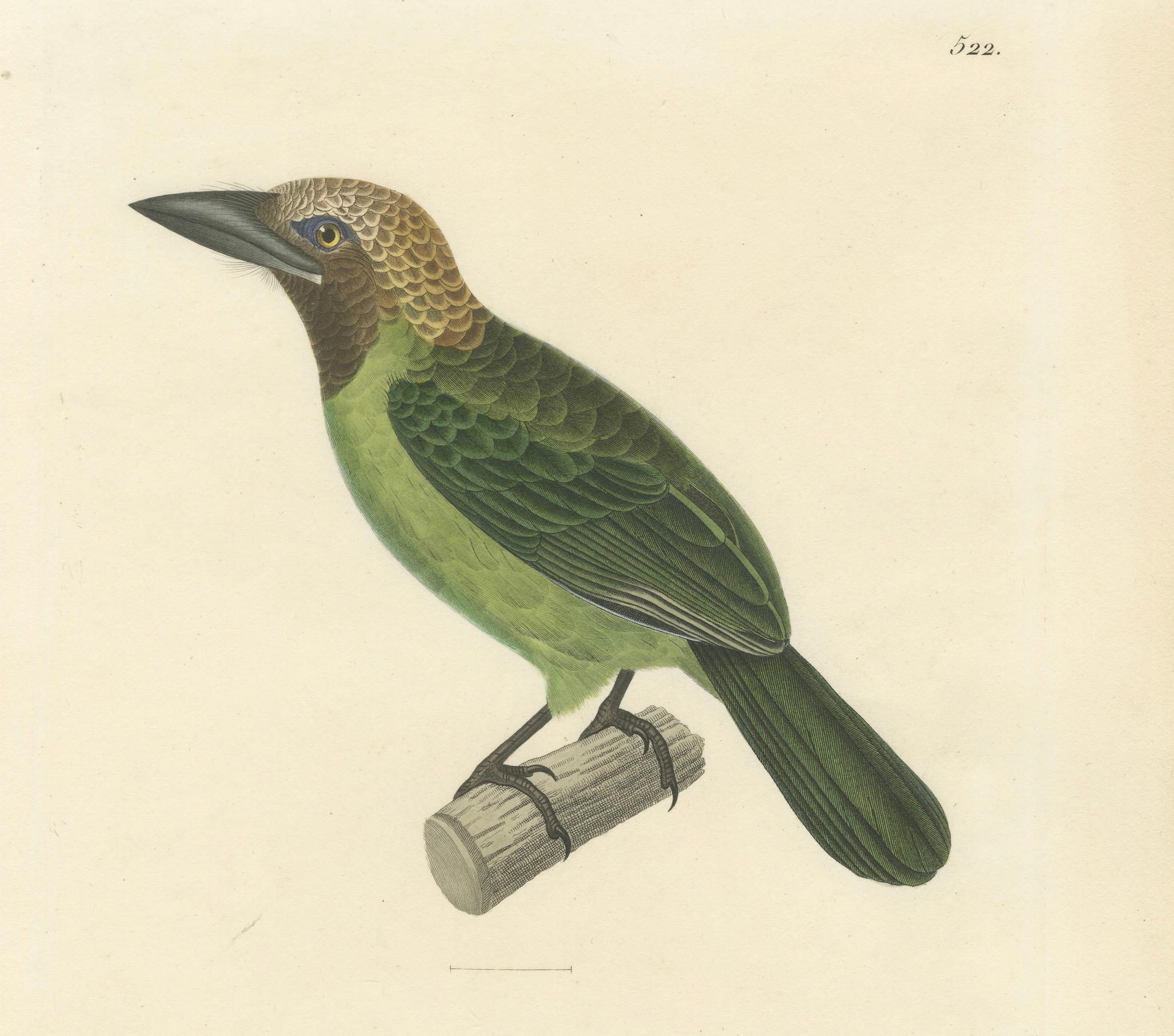 Paper Ornithological Illustration of the Adult Corbin Barbet (Barbu corbin), 1838 For Sale