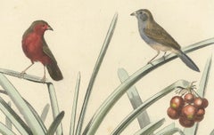 Ornithological Splendor: The Senegal Firefinch and Bengalese Finch Birds, 1837