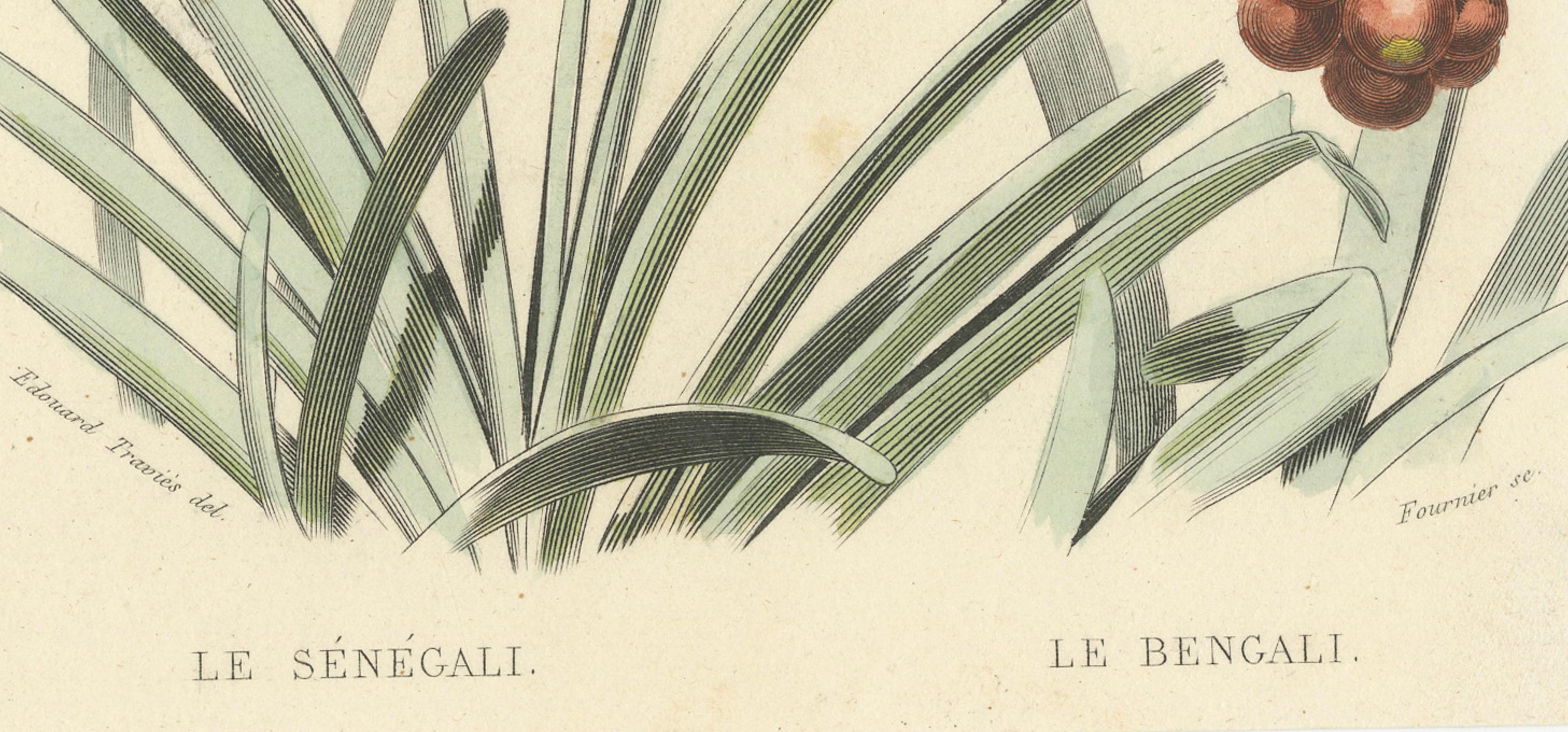 Ornithological Splendor: The Senegal Firefinch and Bengalese Finch Birds, 1837 In Good Condition For Sale In Langweer, NL
