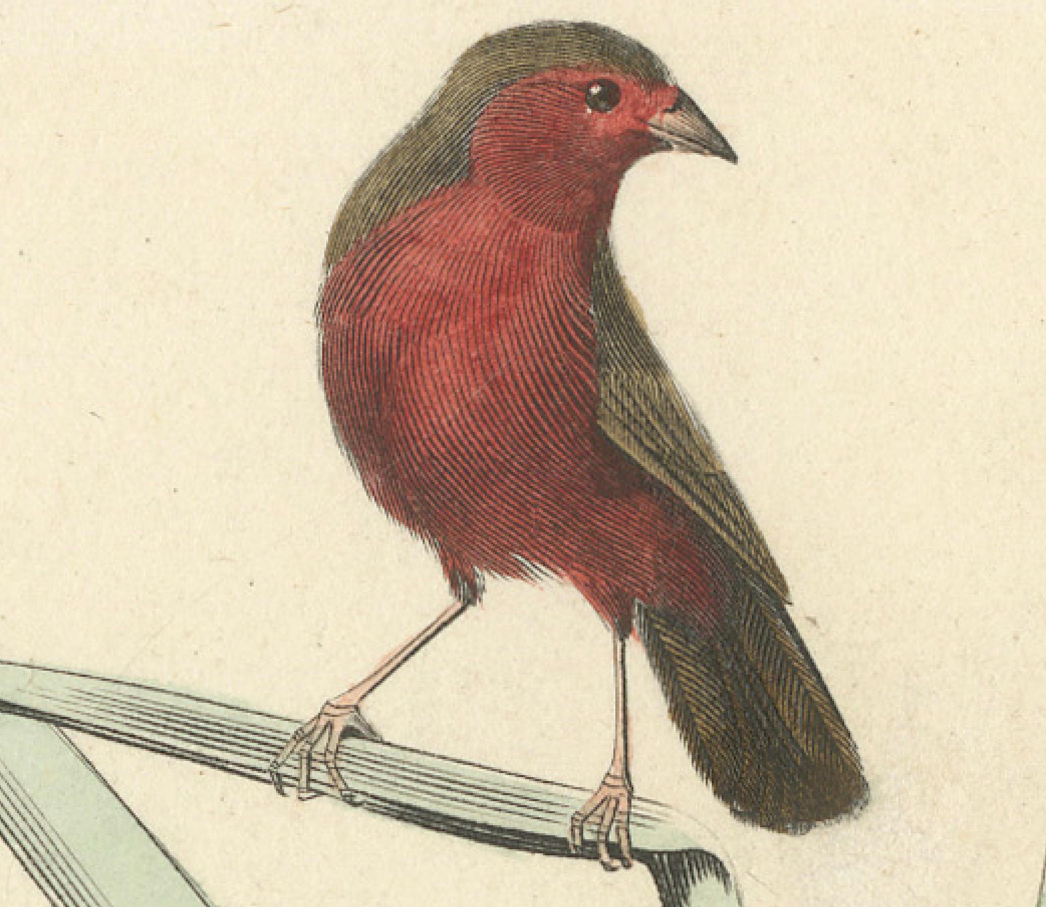 Mid-19th Century Ornithological Splendor: The Senegal Firefinch and Bengalese Finch Birds, 1837 For Sale