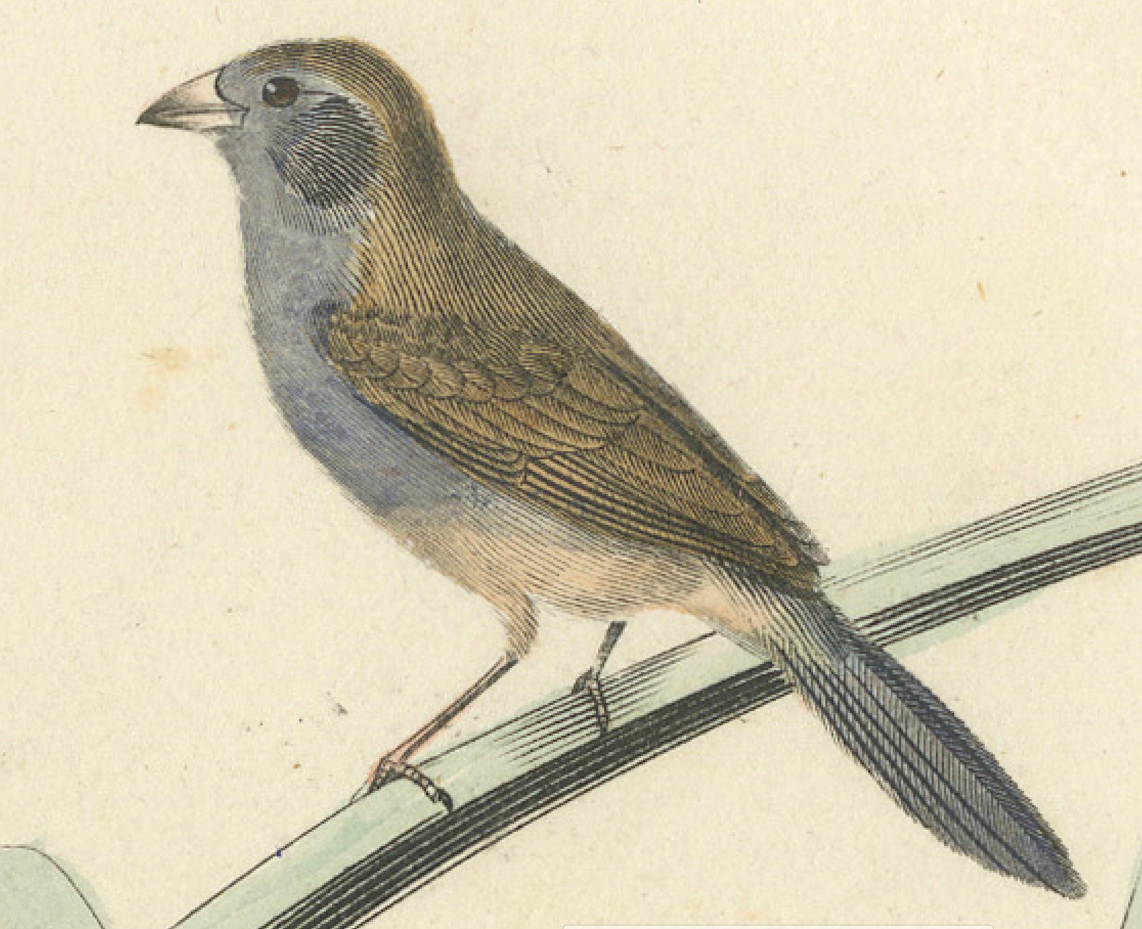 Paper Ornithological Splendor: The Senegal Firefinch and Bengalese Finch Birds, 1837 For Sale