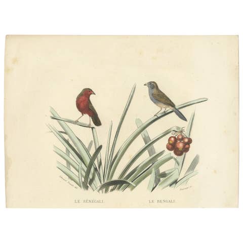 Ornithological Splendor: The Senegal Firefinch and Bengalese Finch Birds, 1837