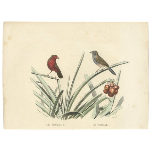 Ornithological Splendor: The Senegal Firefinch and Bengalese Finch Birds, 1837