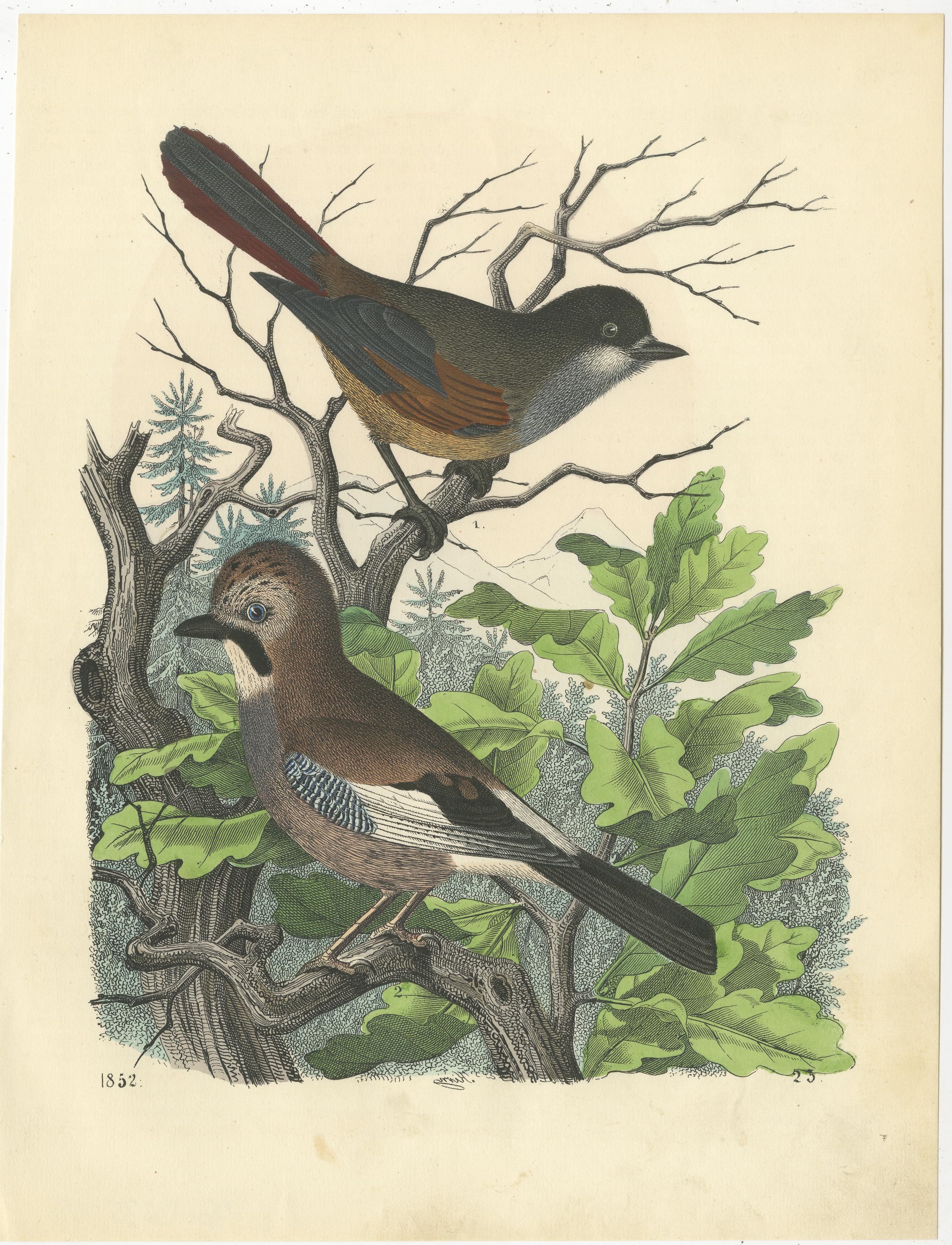 Diese wunderschöne Sammlung von handkolorierten Vogeldrucken aus dem 19. Jahrhundert zeigt eine Vielzahl exotischer und einheimischer Arten. Jeder Druck ist sehr detailliert und zeichnet sich durch leuchtende Farben und naturgetreue Darstellungen