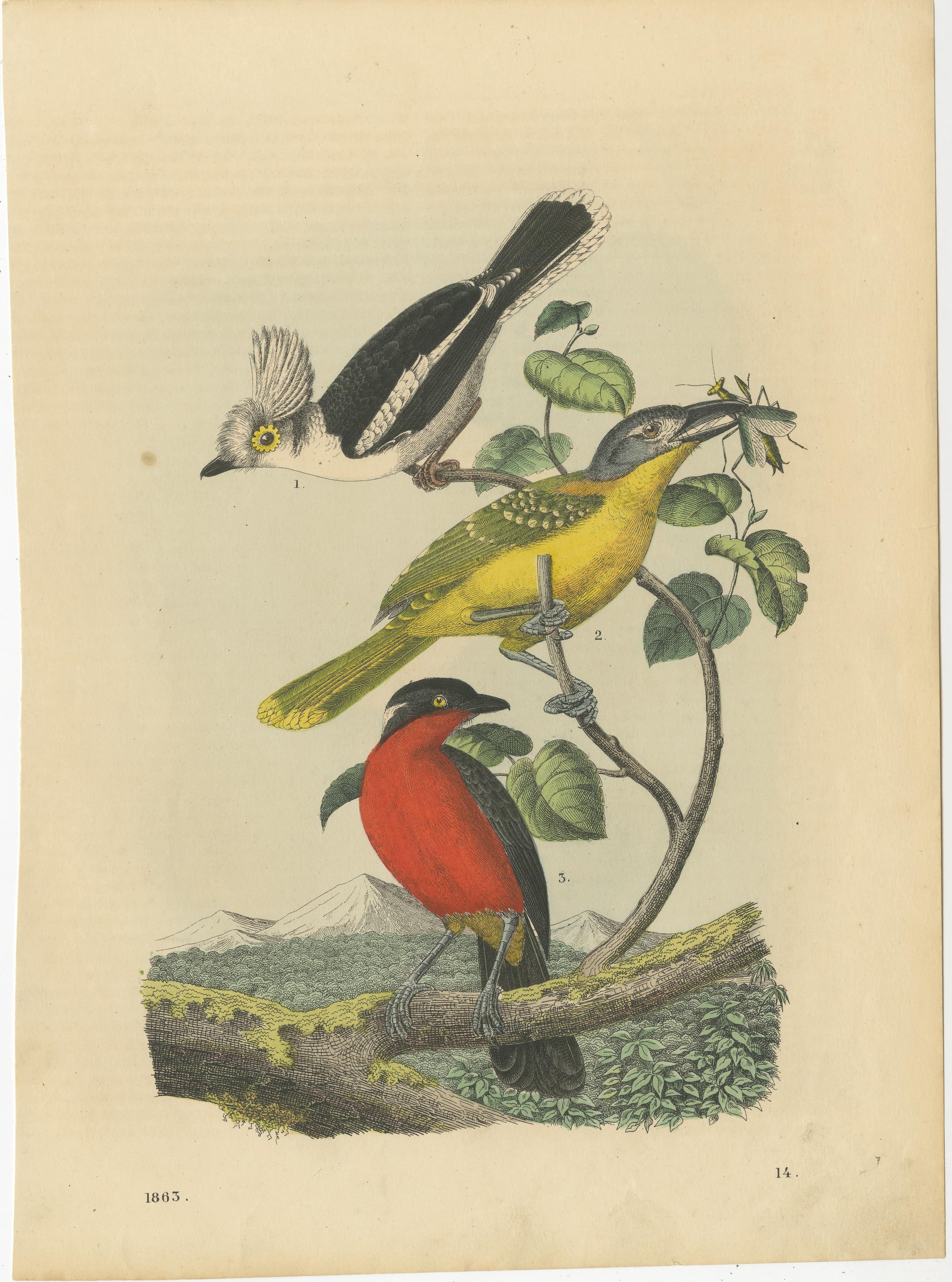 Ornithologische Schätze: Eine Sammlung handkolorierter Vogeldrucke aus dem 19. Jahrhundert (Papier) im Angebot