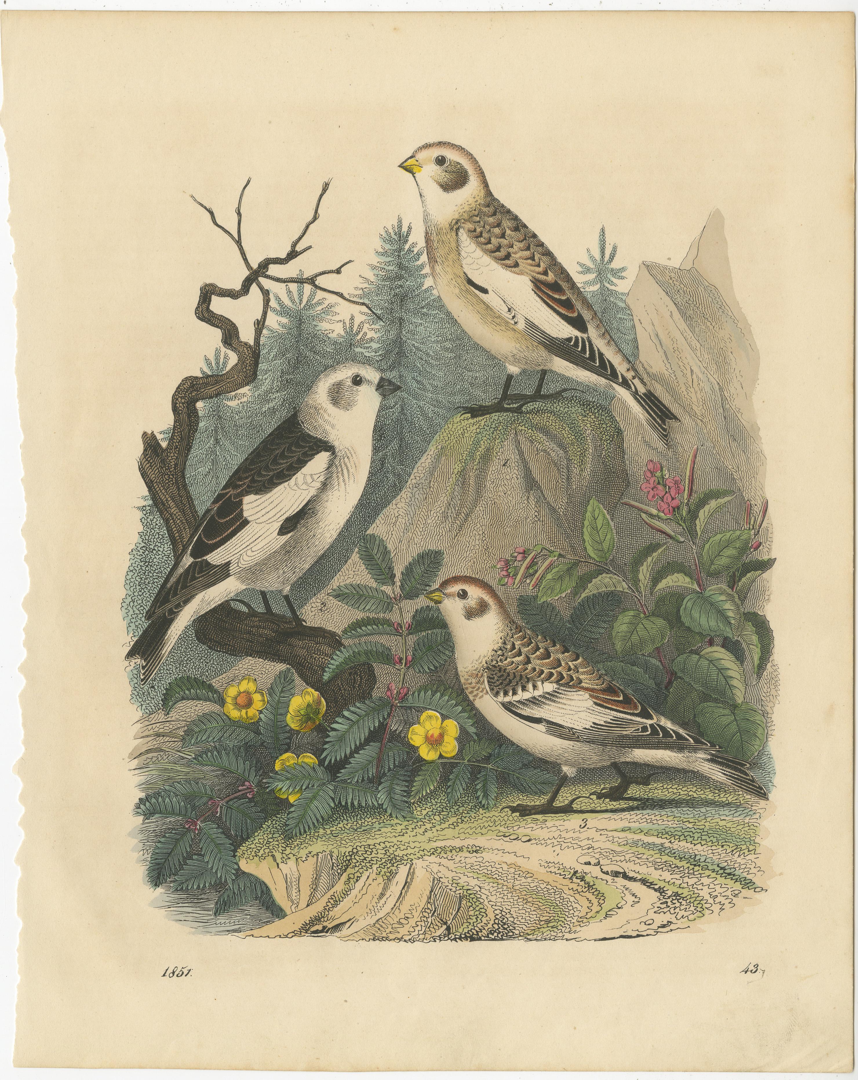 Ornithologische Schätze: Eine Sammlung handkolorierter Vogeldrucke aus dem 19. Jahrhundert im Angebot 1