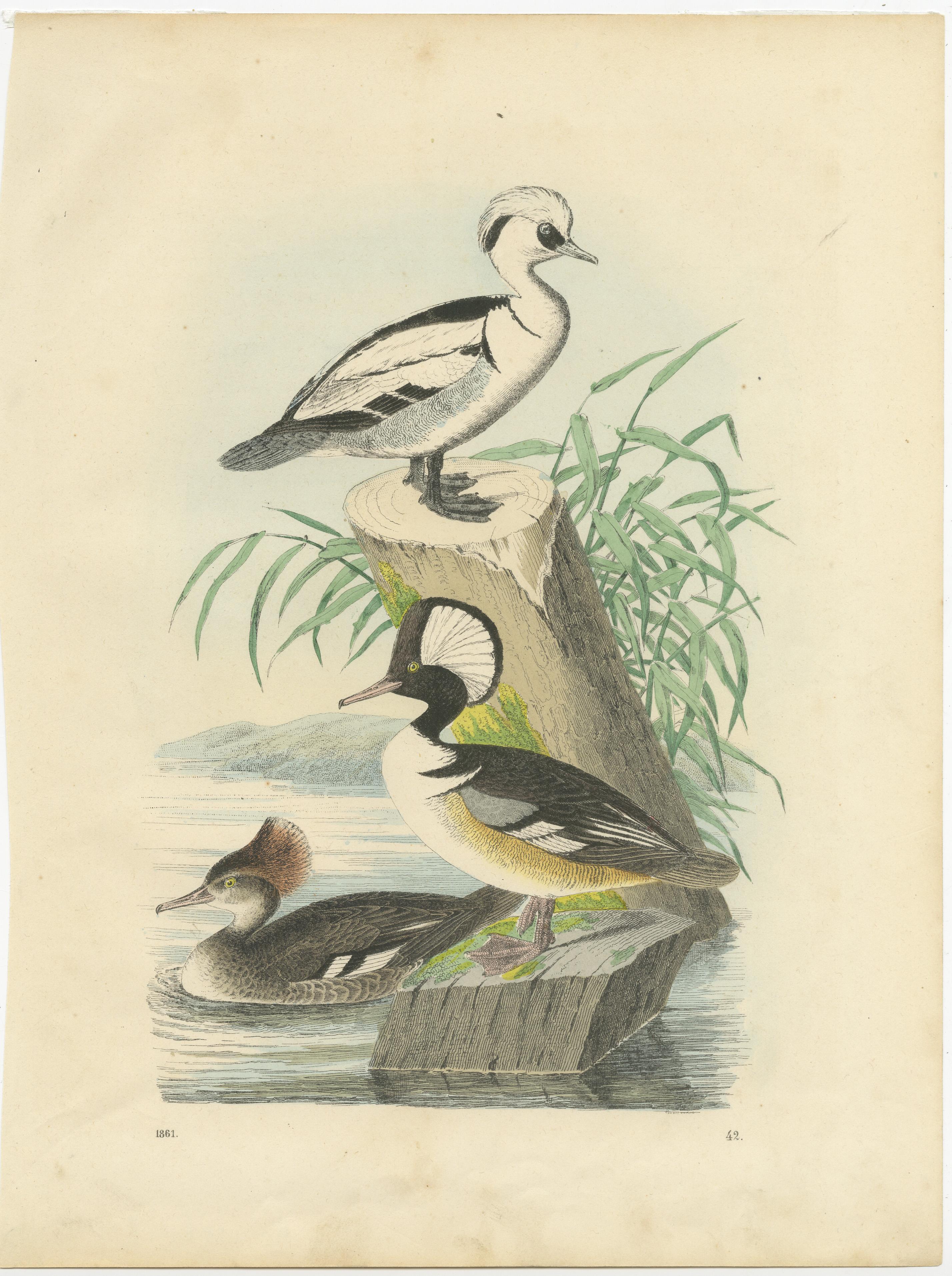 Ornithologische Schätze: Eine Sammlung handkolorierter Vogeldrucke aus dem 19. Jahrhundert im Angebot 2