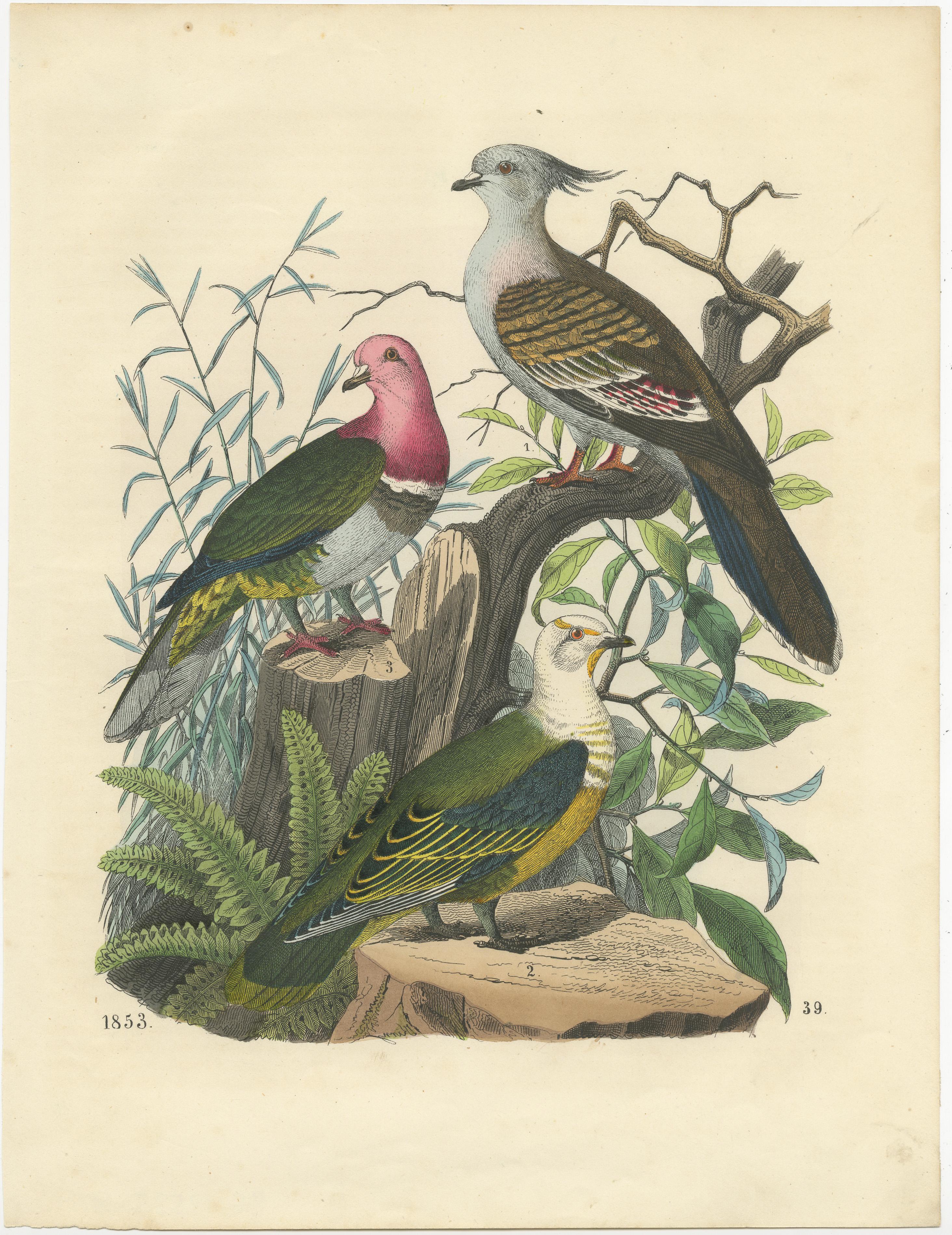 Ornithologische Schätze: Eine Sammlung handkolorierter Vogeldrucke aus dem 19. Jahrhundert im Angebot 3